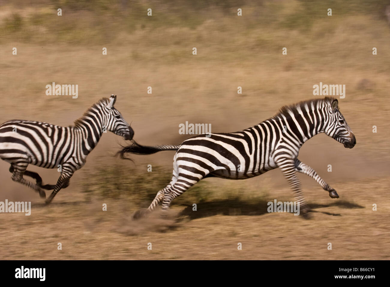 Zebra läuft aus dem Wasserloch Stockfoto