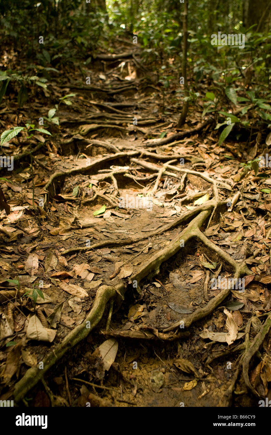 Wicklung-Wurzeln in der Dschungel - Sepilok, Sandakan, Sabah, Borneo, Malaysia Stockfoto