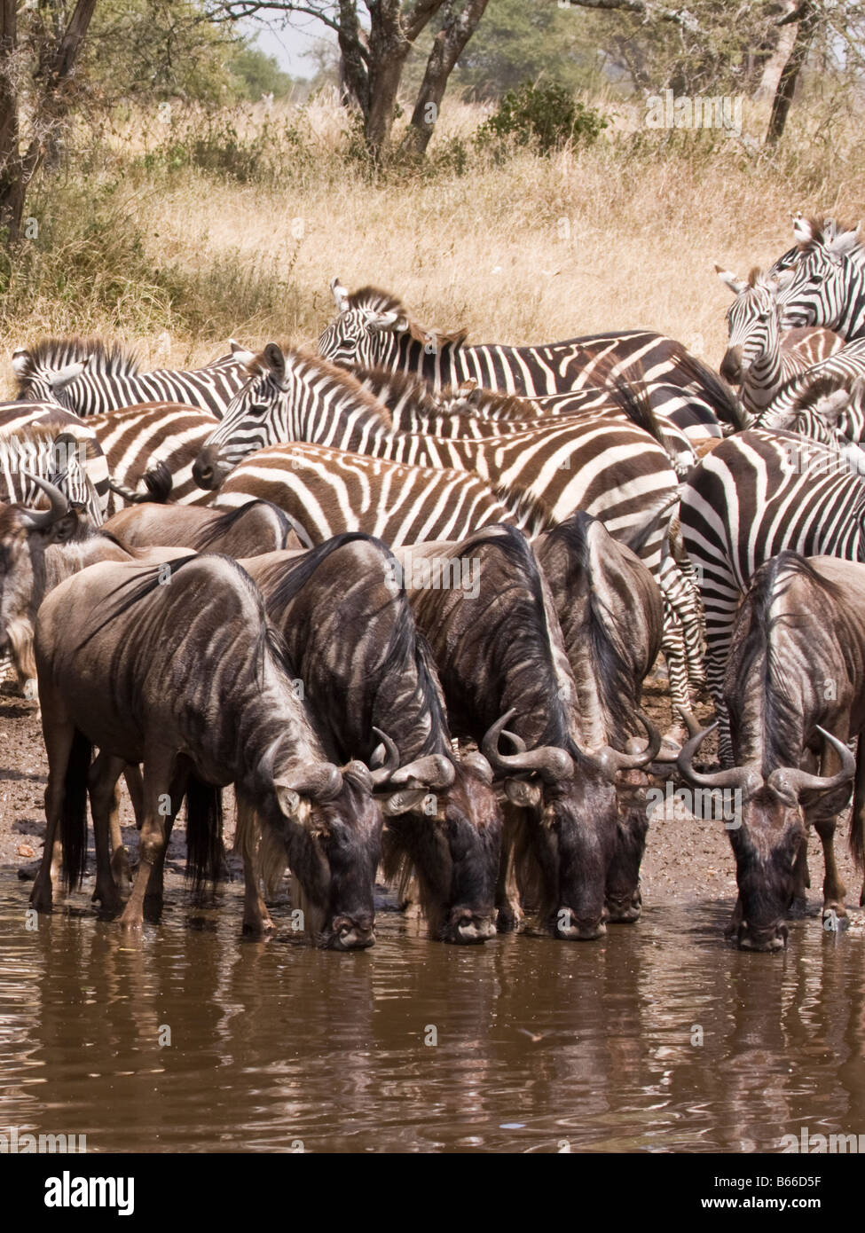 Zebra und Wasserbüffel, trinken aus einem Wasserloch in der serengeti Stockfoto