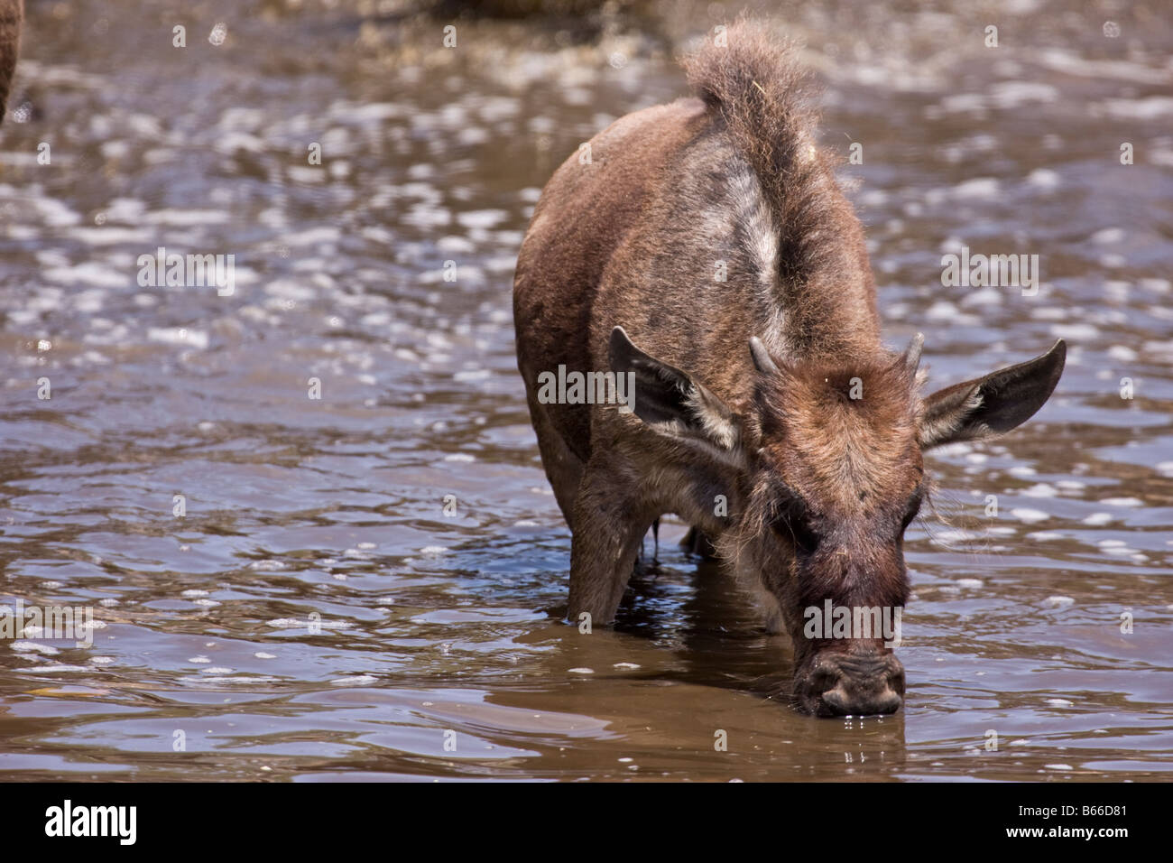 ein Wasserbüffel Kalb trinken an einem Wasserloch in der serengeti Stockfoto