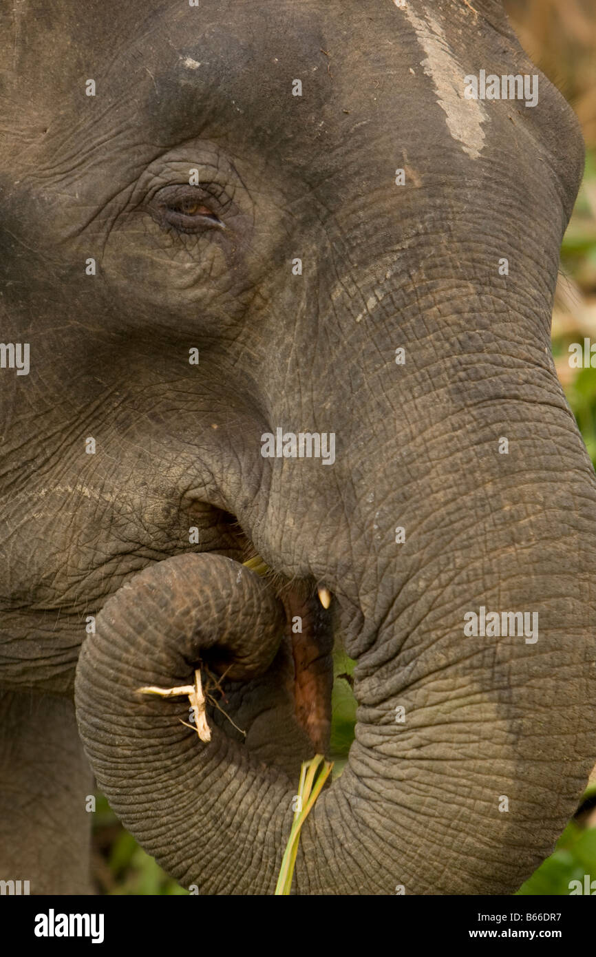Bornean Pygmy Elefant (Elephas Maximus Borneensis) - Kinabatangang Fluss, Sabah, Borneo, Malaysia Stockfoto