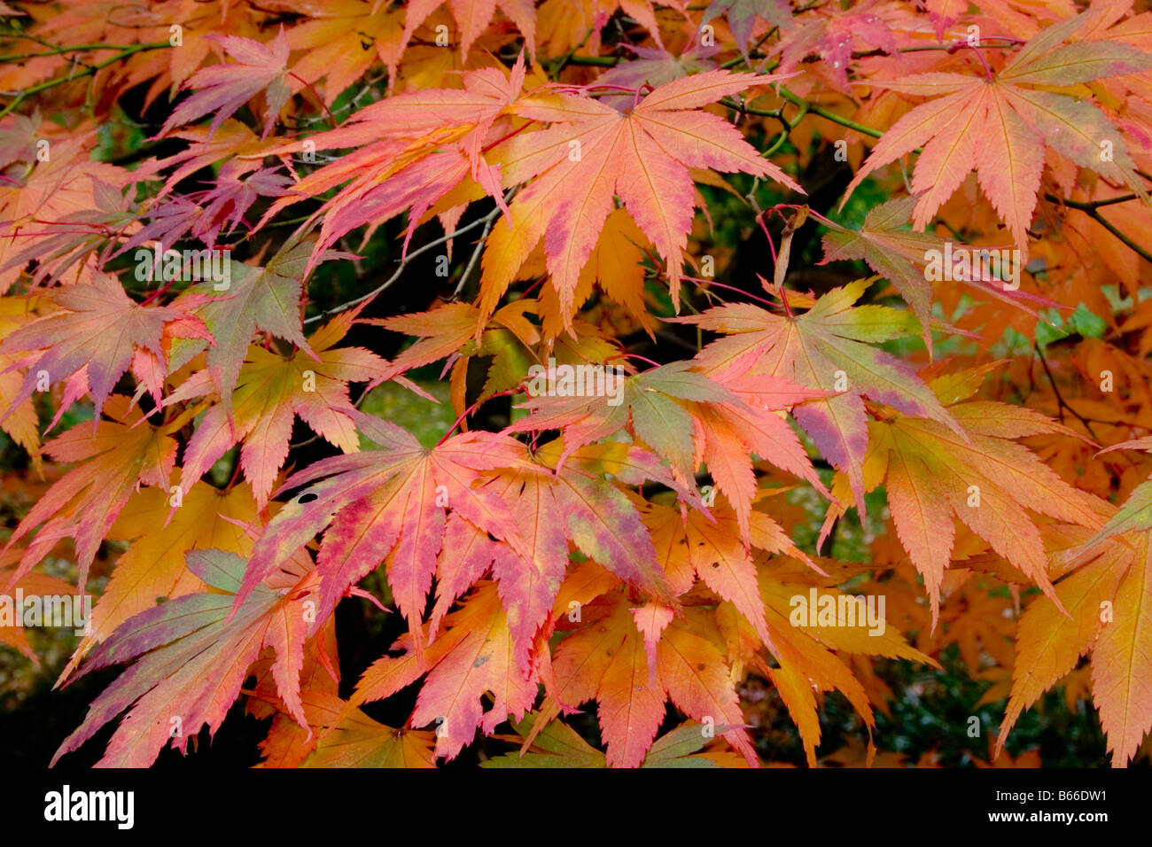 Japanischer Ahorn in Herbstfärbung, England, UK Stockfoto