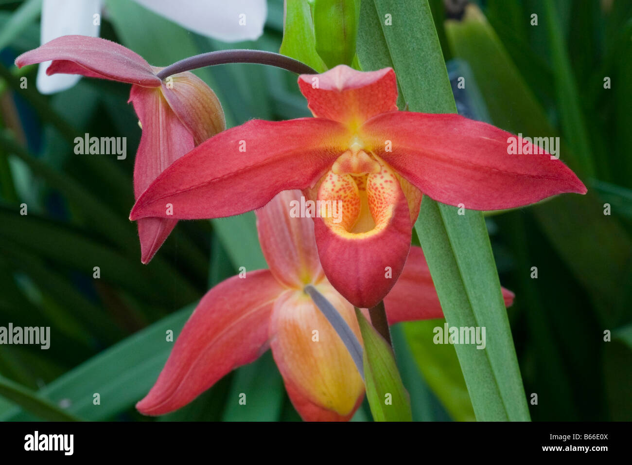 Orchidee Phragmipedium "Sunset Glow" Stockfoto