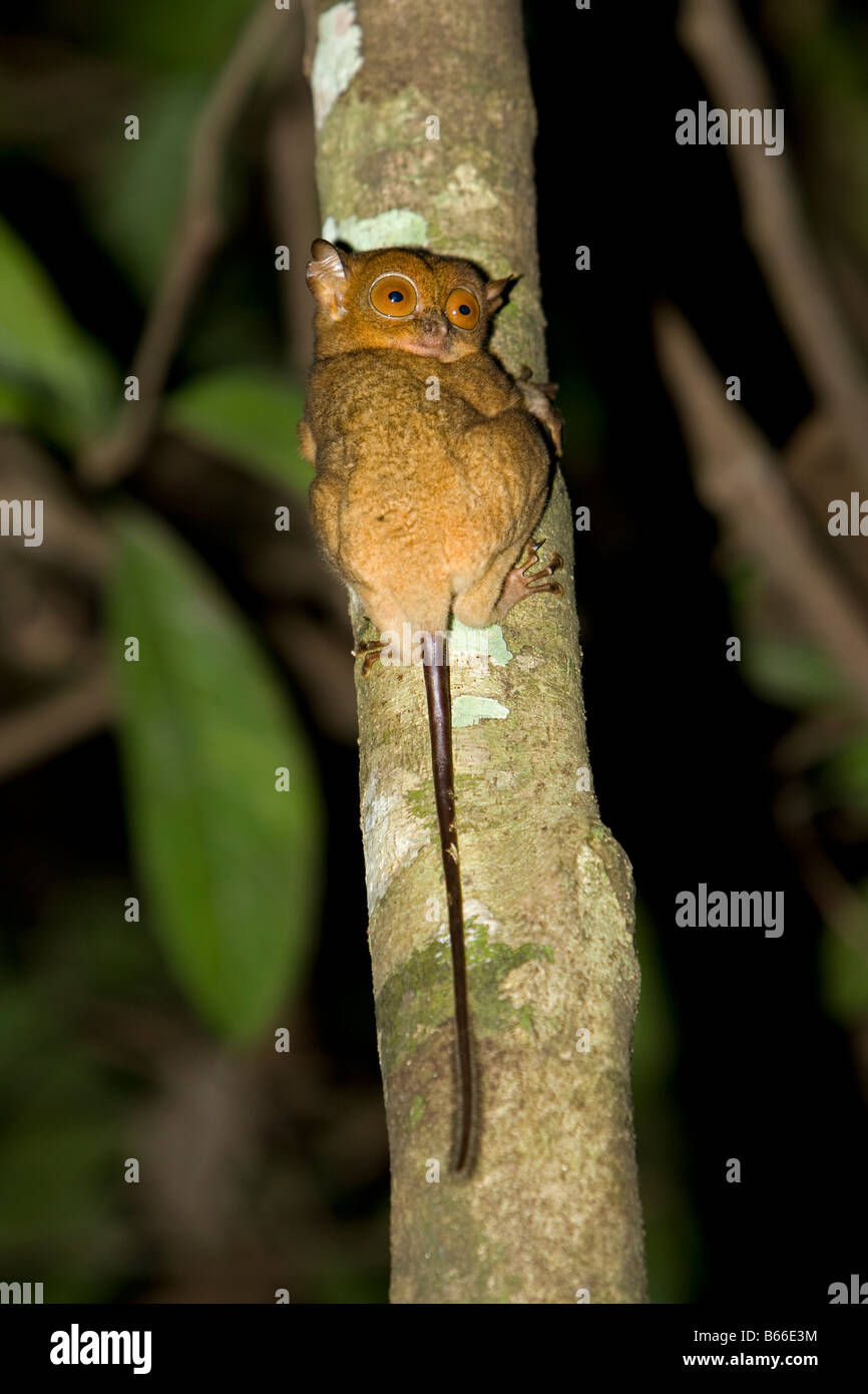 Western-Koboldmaki (Tarsius Bancanus) - Kinabatangang Fluss, Sabah, Borneo, Malaysia Stockfoto