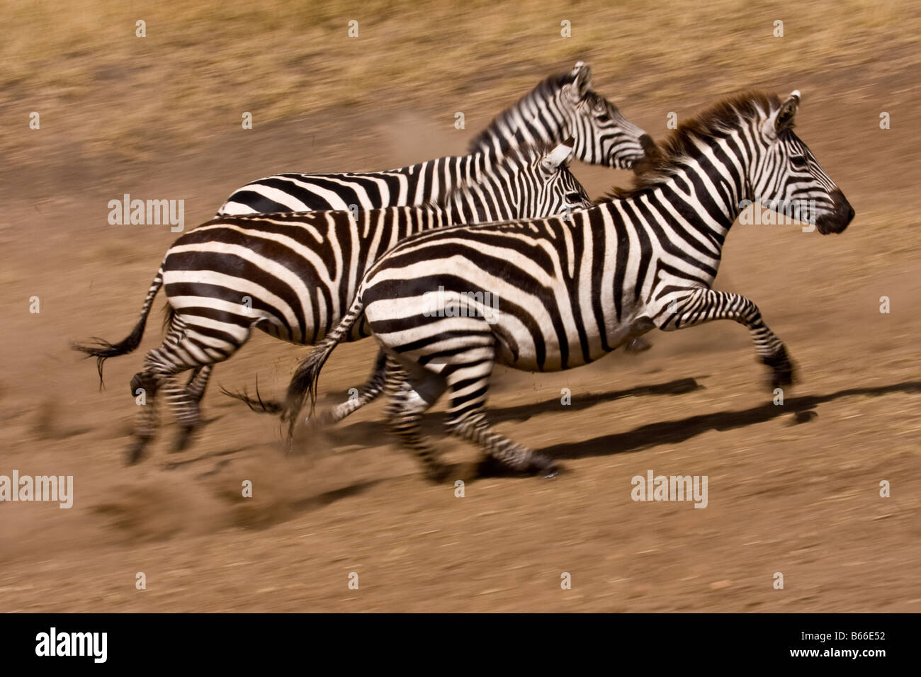 Zebra läuft aus dem Wasserloch Stockfoto