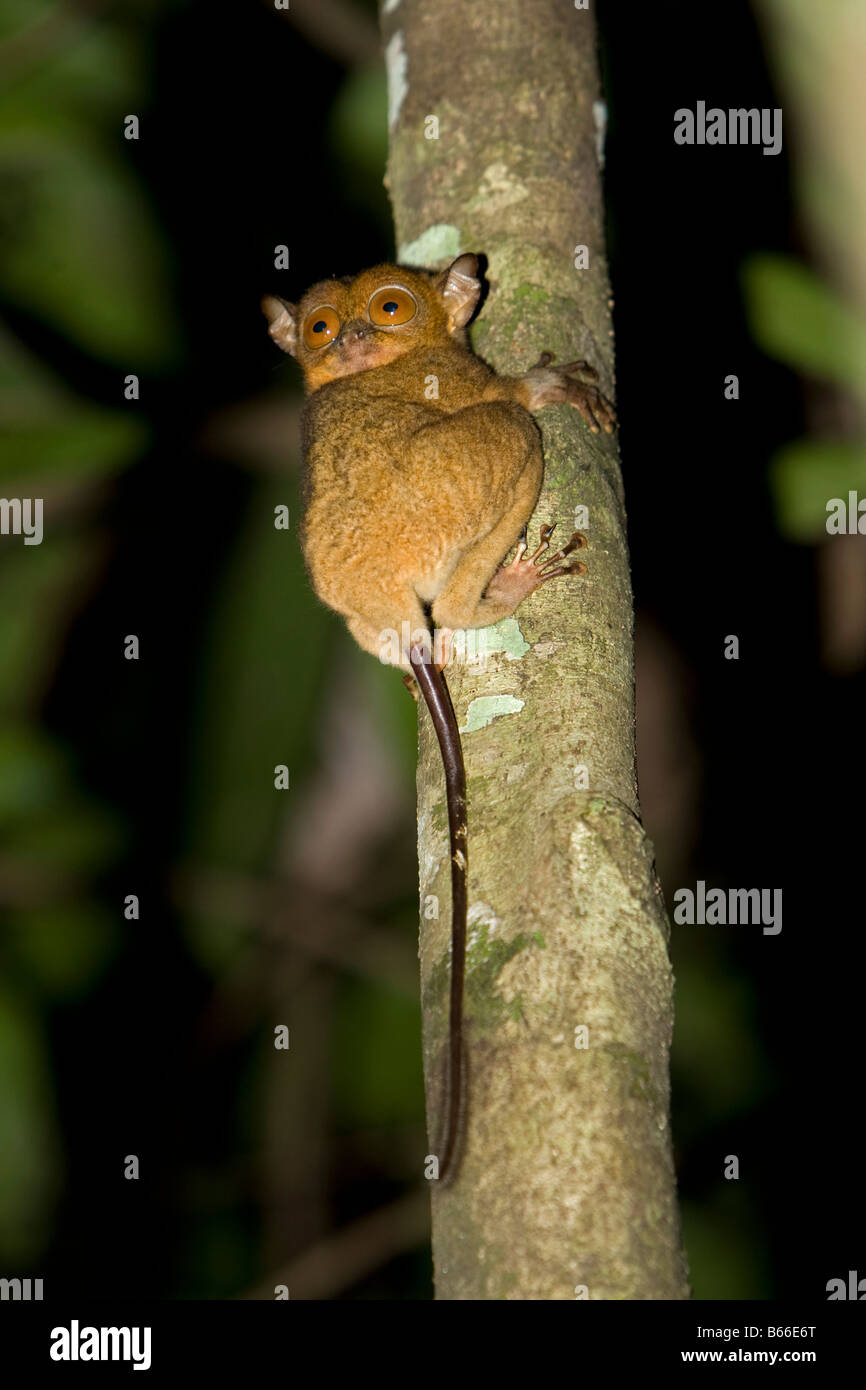 Western-Koboldmaki (Tarsius Bancanus) - Kinabatangang Fluss, Sabah, Borneo, Malaysia Stockfoto