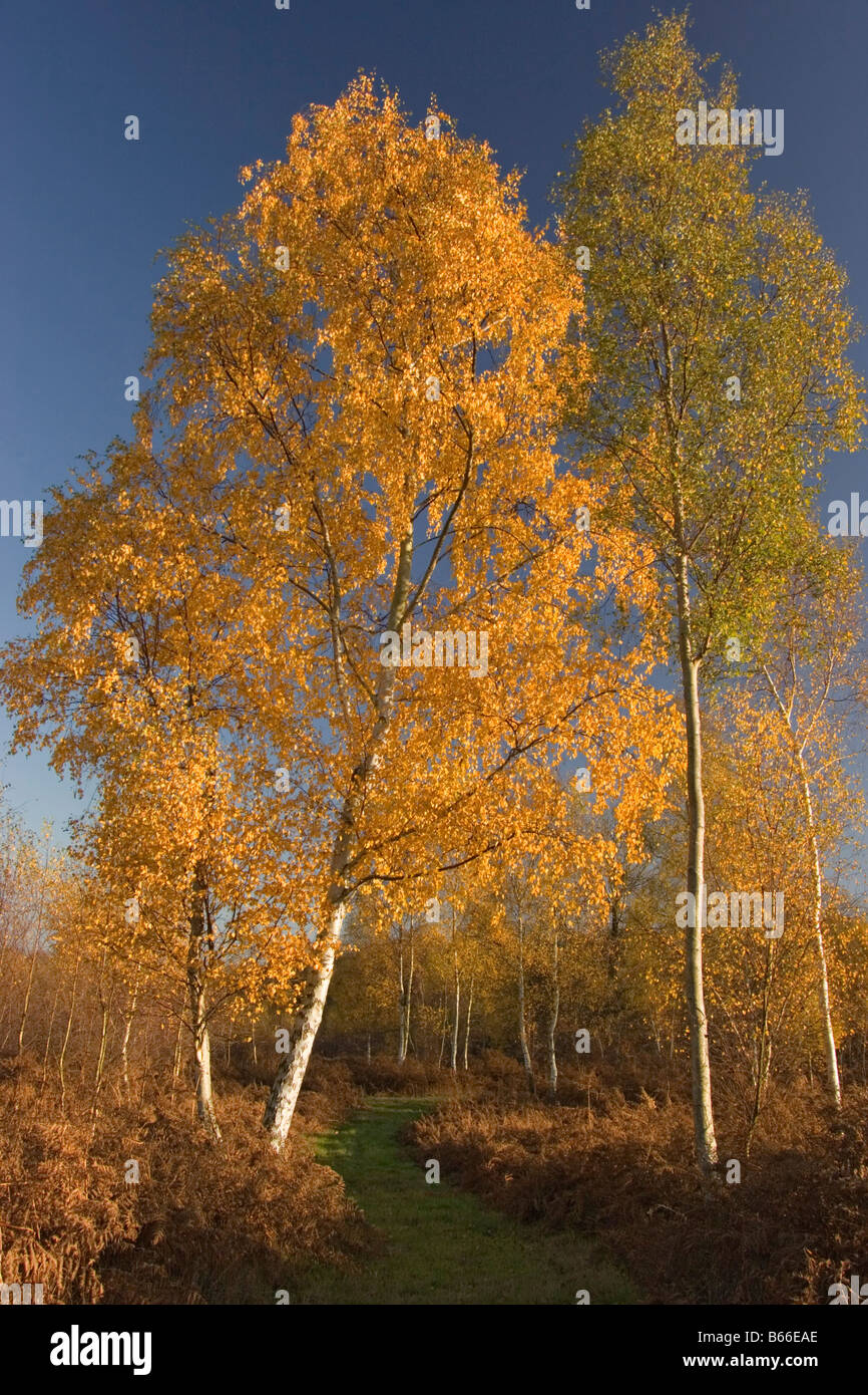 Silver Birch im Herbst, Wyre Forest, Worcestershire, England, UK Stockfoto