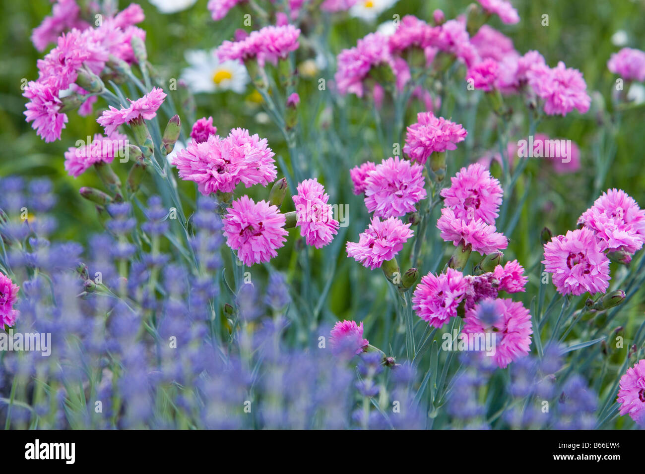 Gruppe von Lavendel und Nelken in einem Garten Stockfoto