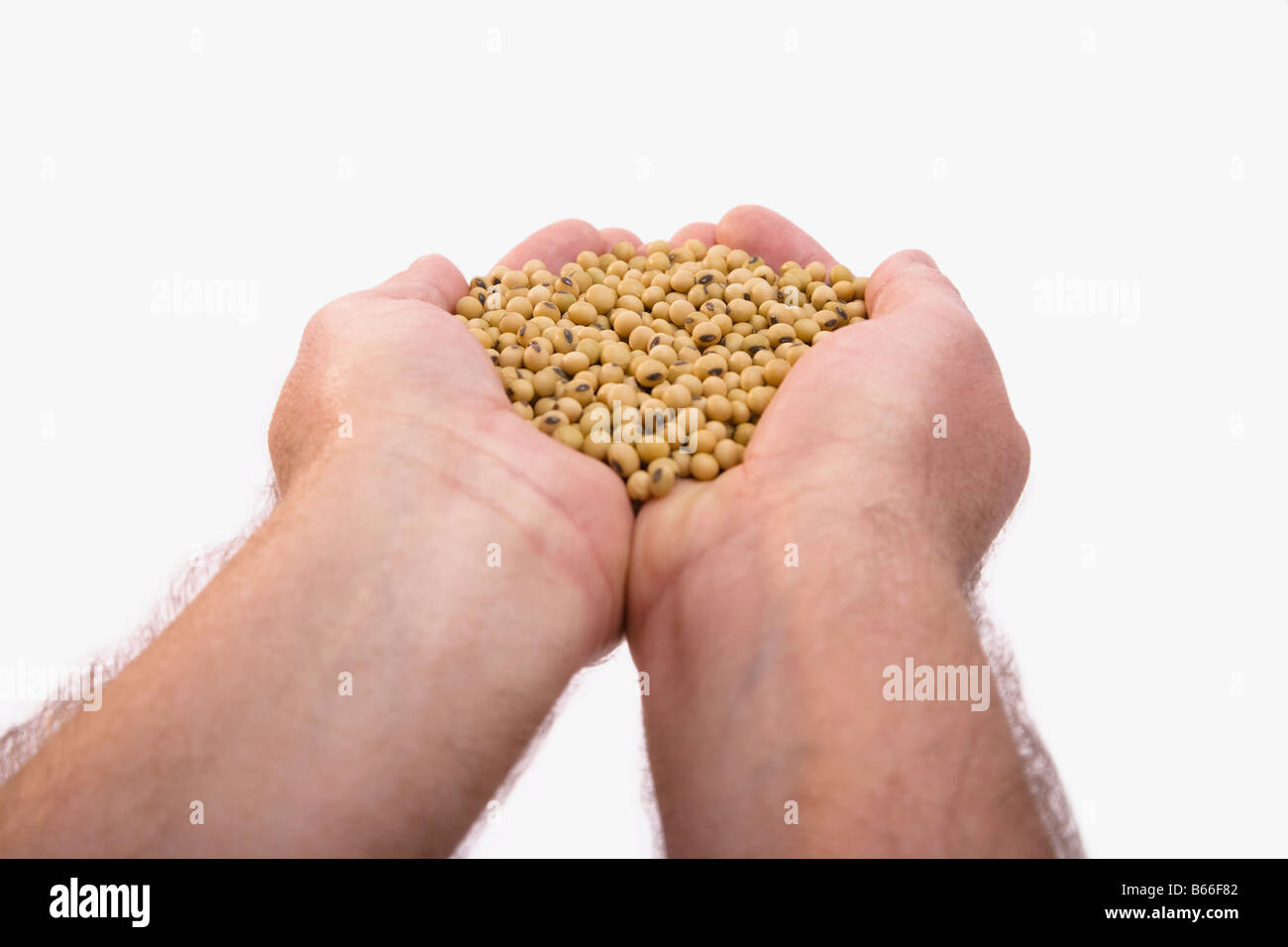 Mans Händen mit Haufen von Getreide Stockfoto