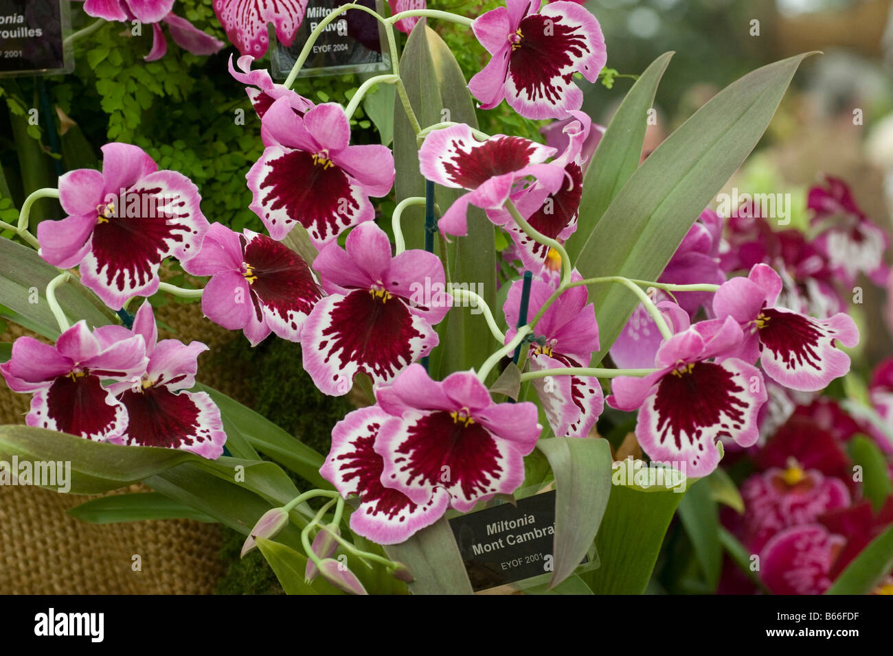 Orchid Mltonia "Mont Cambrai" Stockfoto