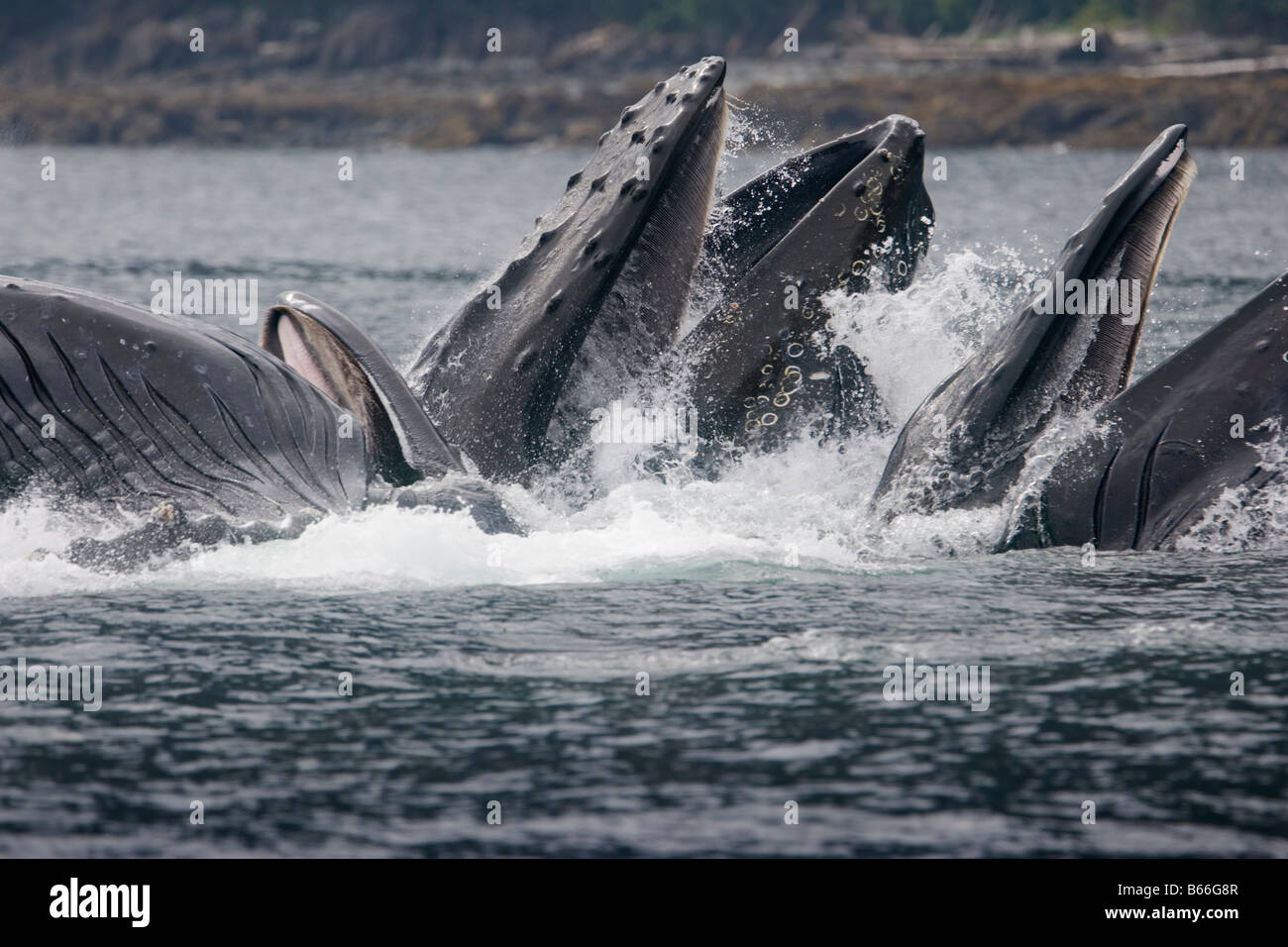 USA Alaska Hoonah Buckelwale Impressionen Novaengliae Longieren von Wasser bei der Blase net Fütterung Stockfoto