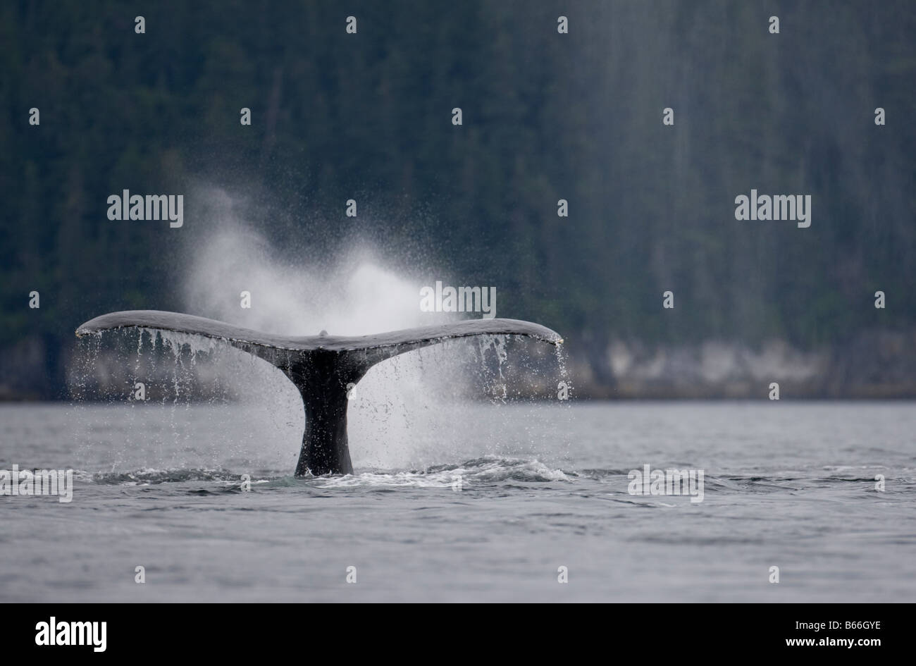 USA Alaska Buckelwal Impressionen Novaengliae Erhöhung der Schweif während klingende in Chatham-Straße Stockfoto