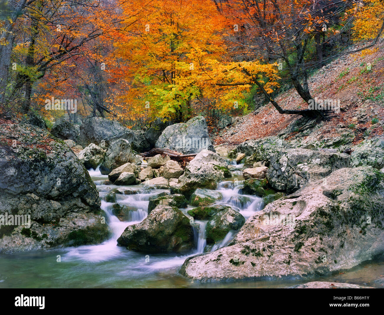 großen Canyon Crimea Holz Herbst gelb Bäume Stockfoto