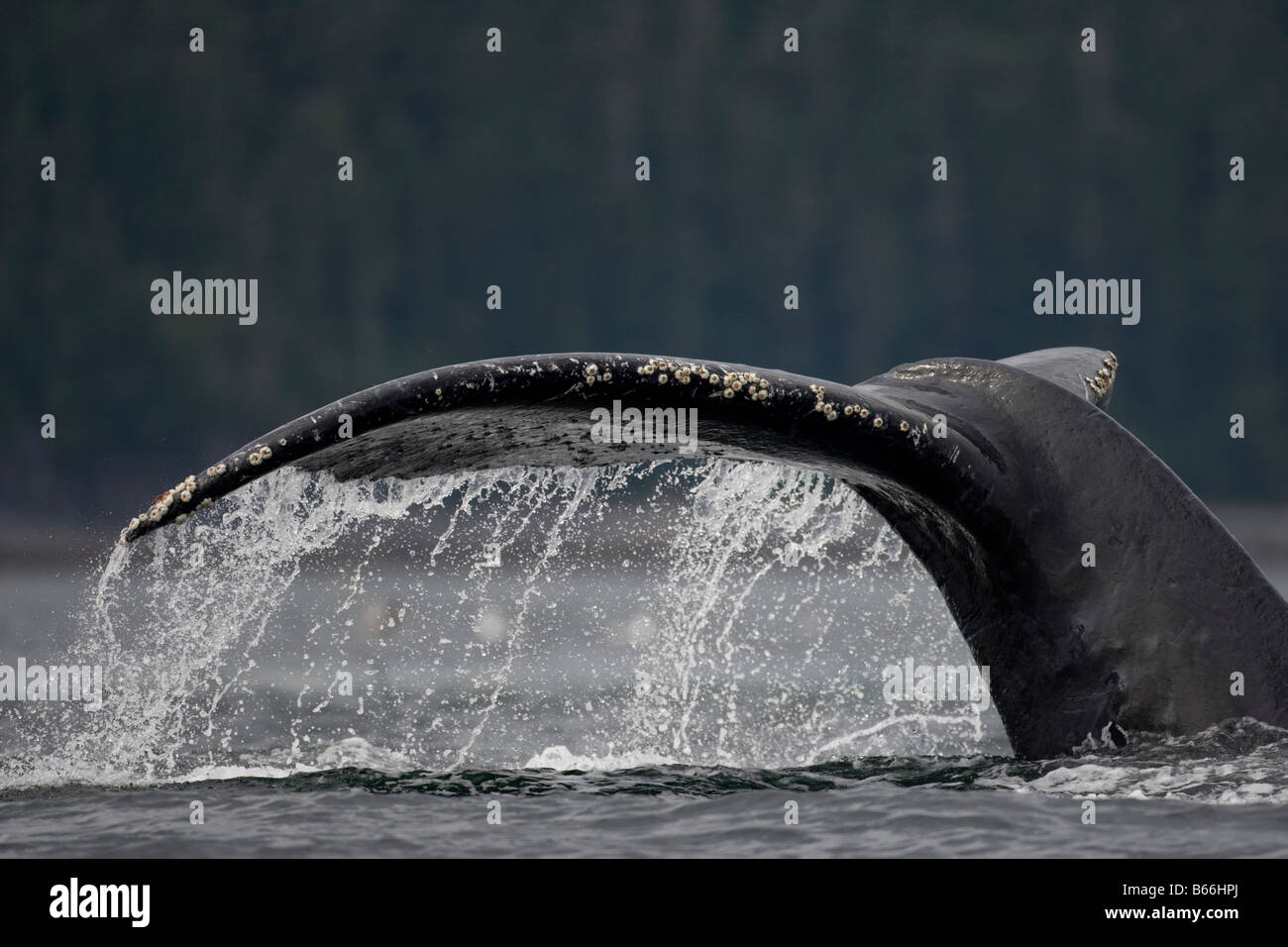 USA Alaska Buckelwal Impressionen Novaengliae Erhöhung der Schweif während klingende in Chatham-Straße Stockfoto