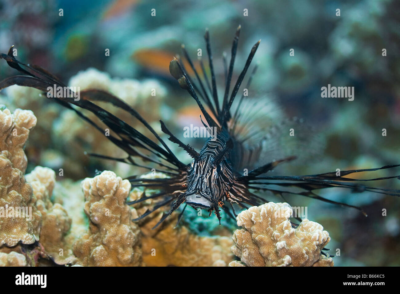 Volitan der Rotfeuerfisch (schwarz) Pterois Volitans Sipadan island Stockfoto