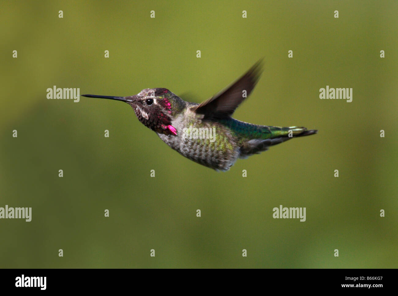 Annas Kolibris Calypte Anna schwebt in der Luft mit natürlichen grünen Hintergrund im Norden Nanaimo Vancouver Island im September Stockfoto