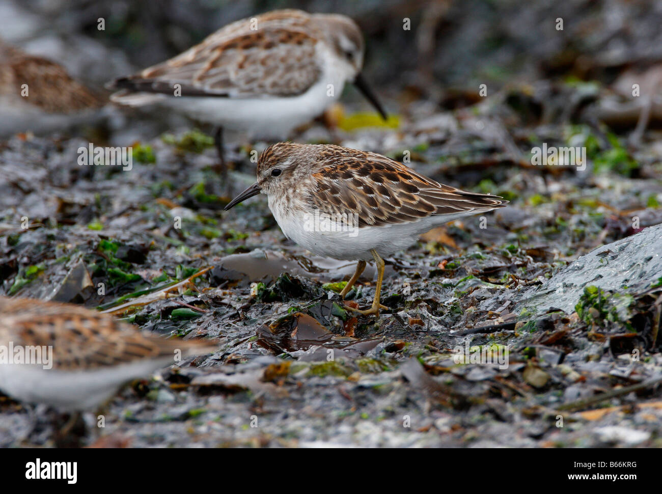 Wenigsten Strandläufer Calidris Minutilla auf Algen entlang der Küste bei Whiffin spucken Vancouver Island BC im September Stockfoto