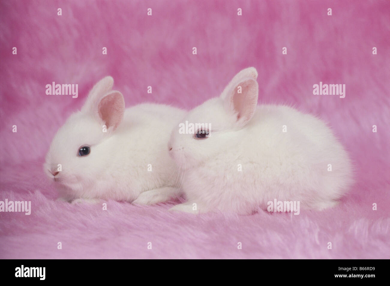 Zwei weiße Kaninchen Stockfoto