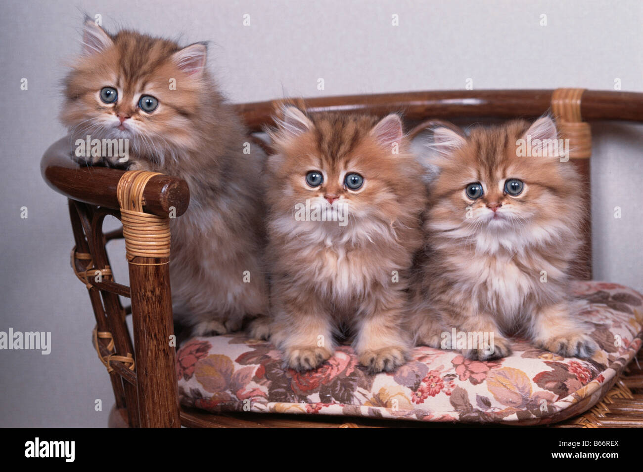 Drei persische Chinchilla Jungtiere auf Stuhl Stockfoto