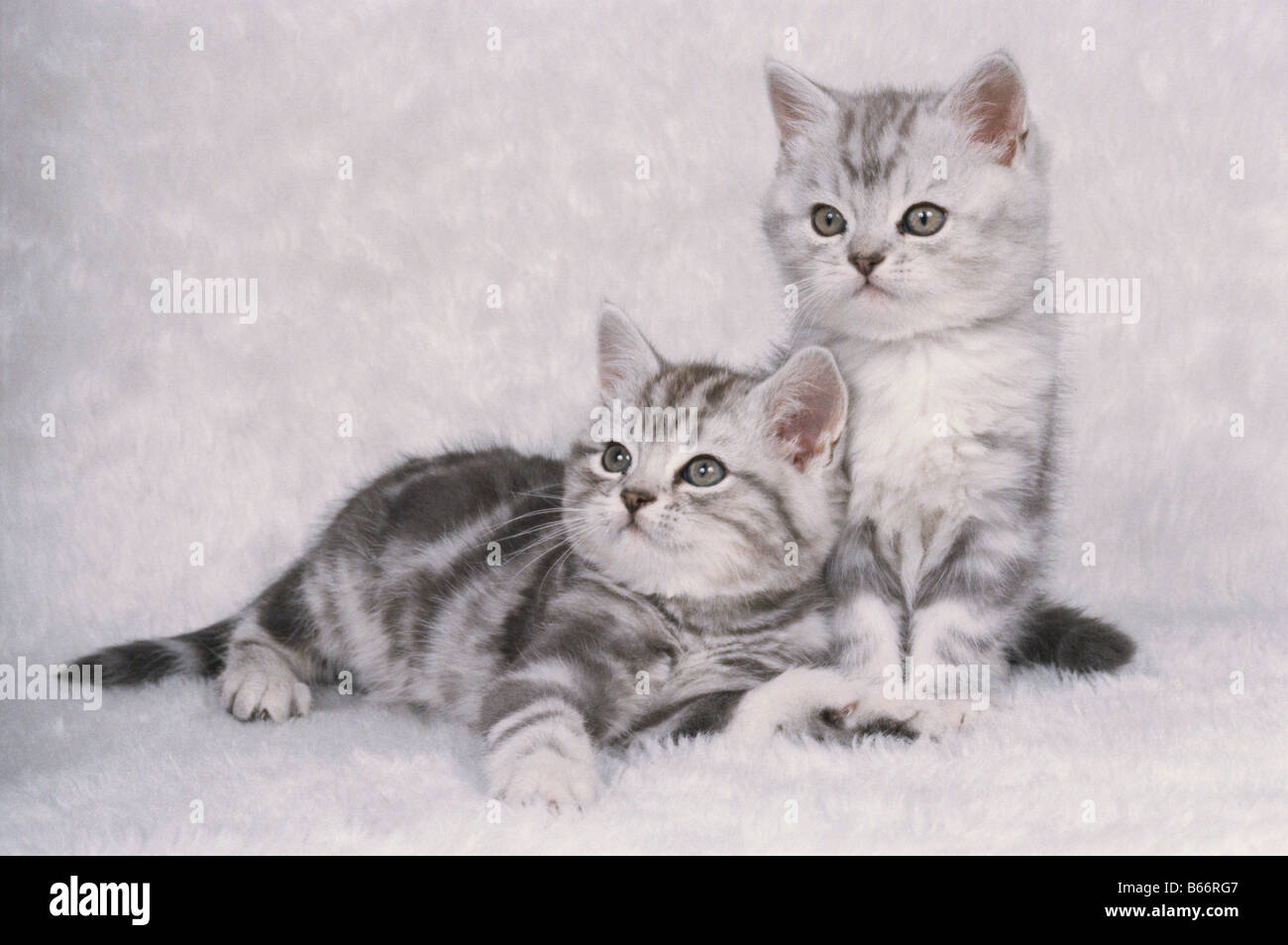 Studio Schuß von zwei Amerikanischen Kurzhaar Kätzchen Stockfoto