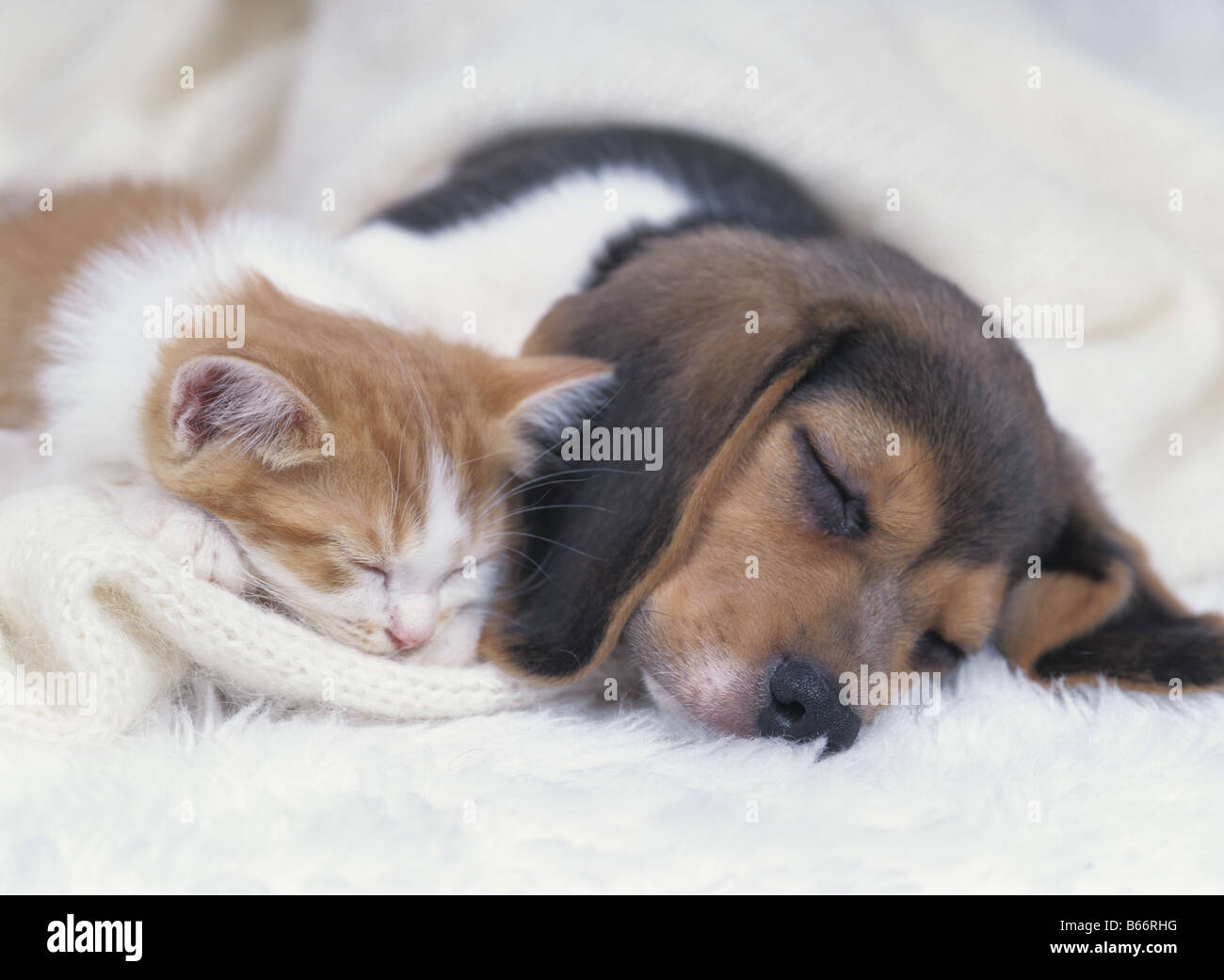Hund und katze -Fotos und -Bildmaterial in hoher Auflösung – Alamy