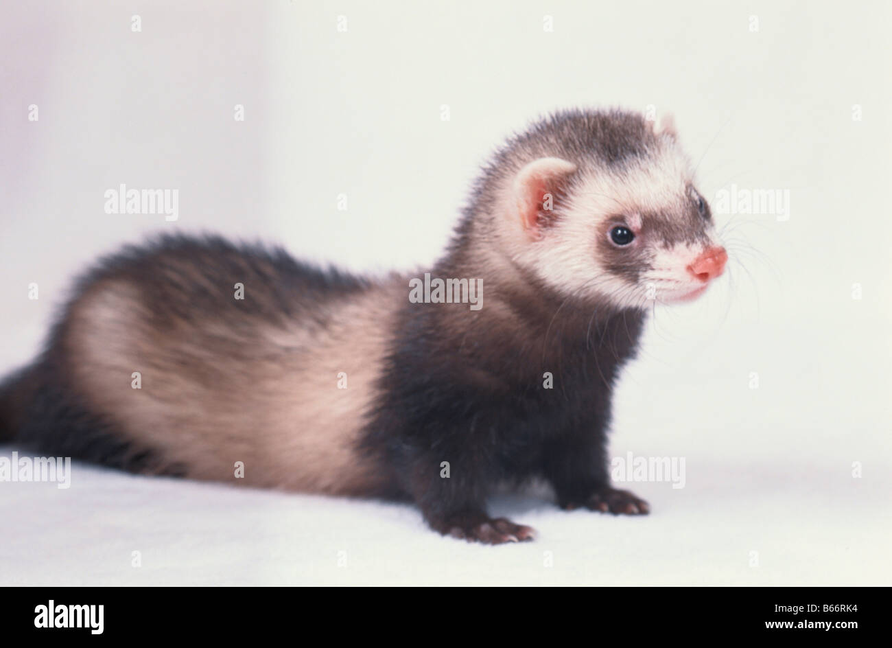 Single Frettchen Stockfoto