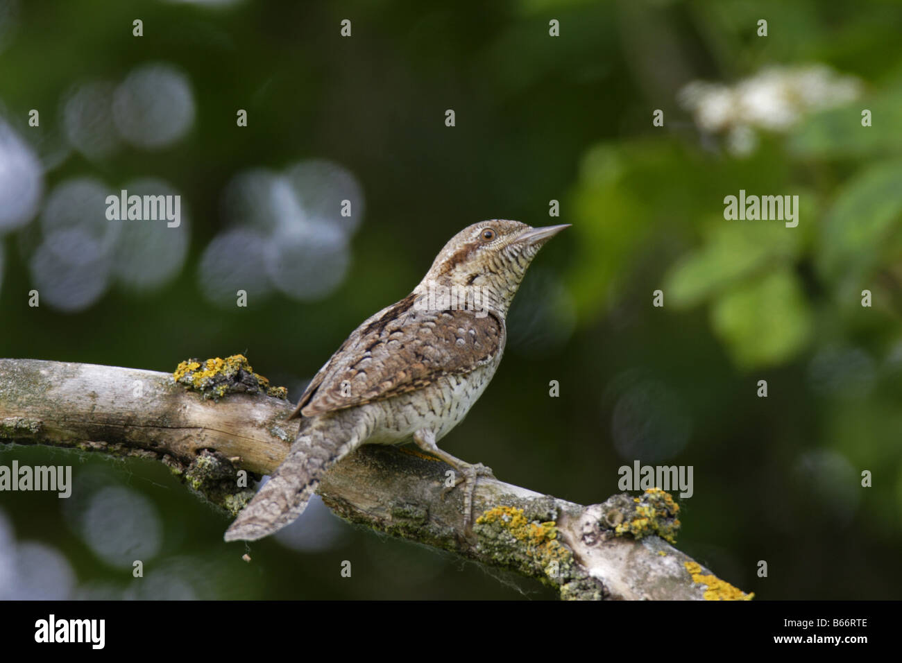 Wendehals Jynx Torquilla Wendehals Specht Stockfoto