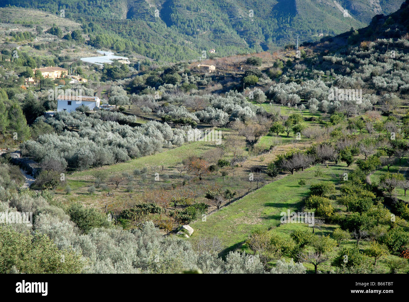 Berg-Terrassen mit Olivenbäumen, in der Nähe von Marina Baixa, Provinz Alicante, Comunidad Valenciana, Tarbena, Spanien Stockfoto