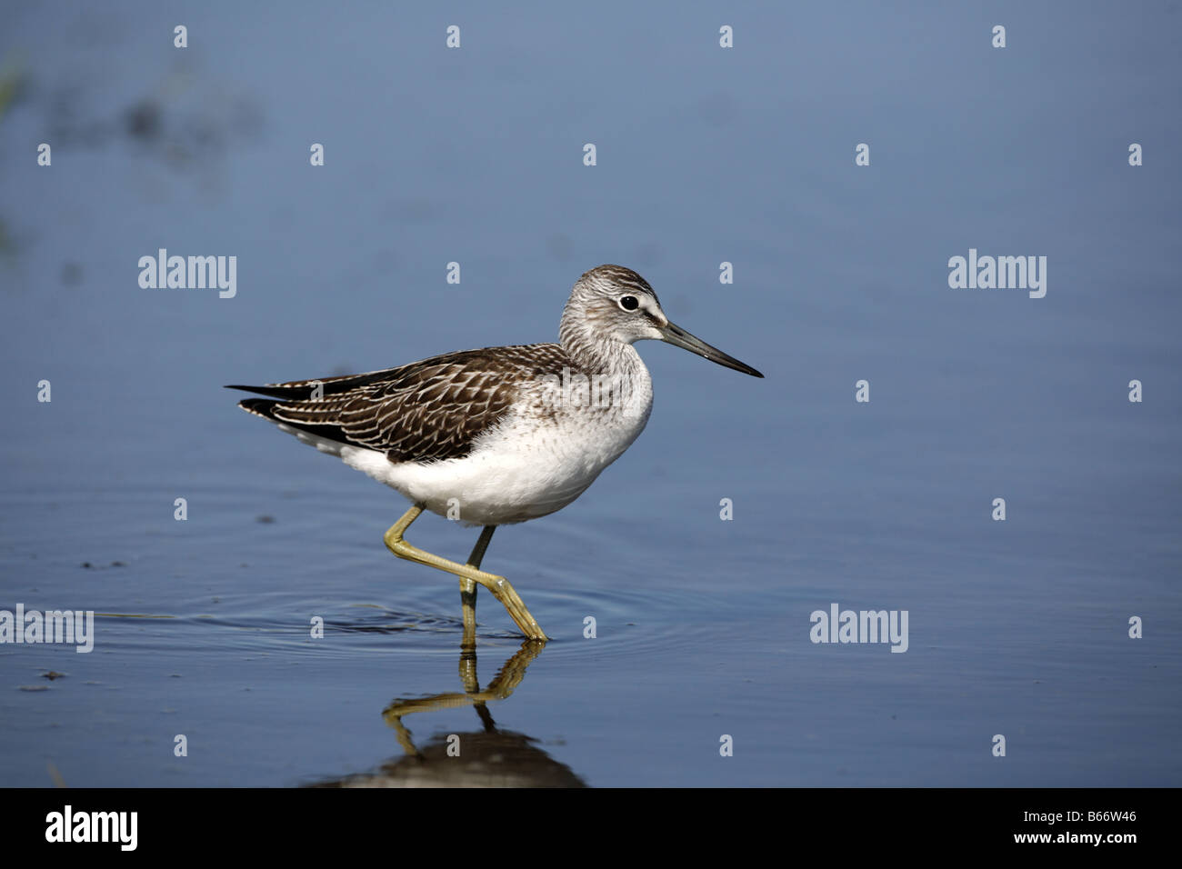 Grünschenkel Tringa Nebularia in Teich bei Montrose Basin Reserve Angus Stockfoto