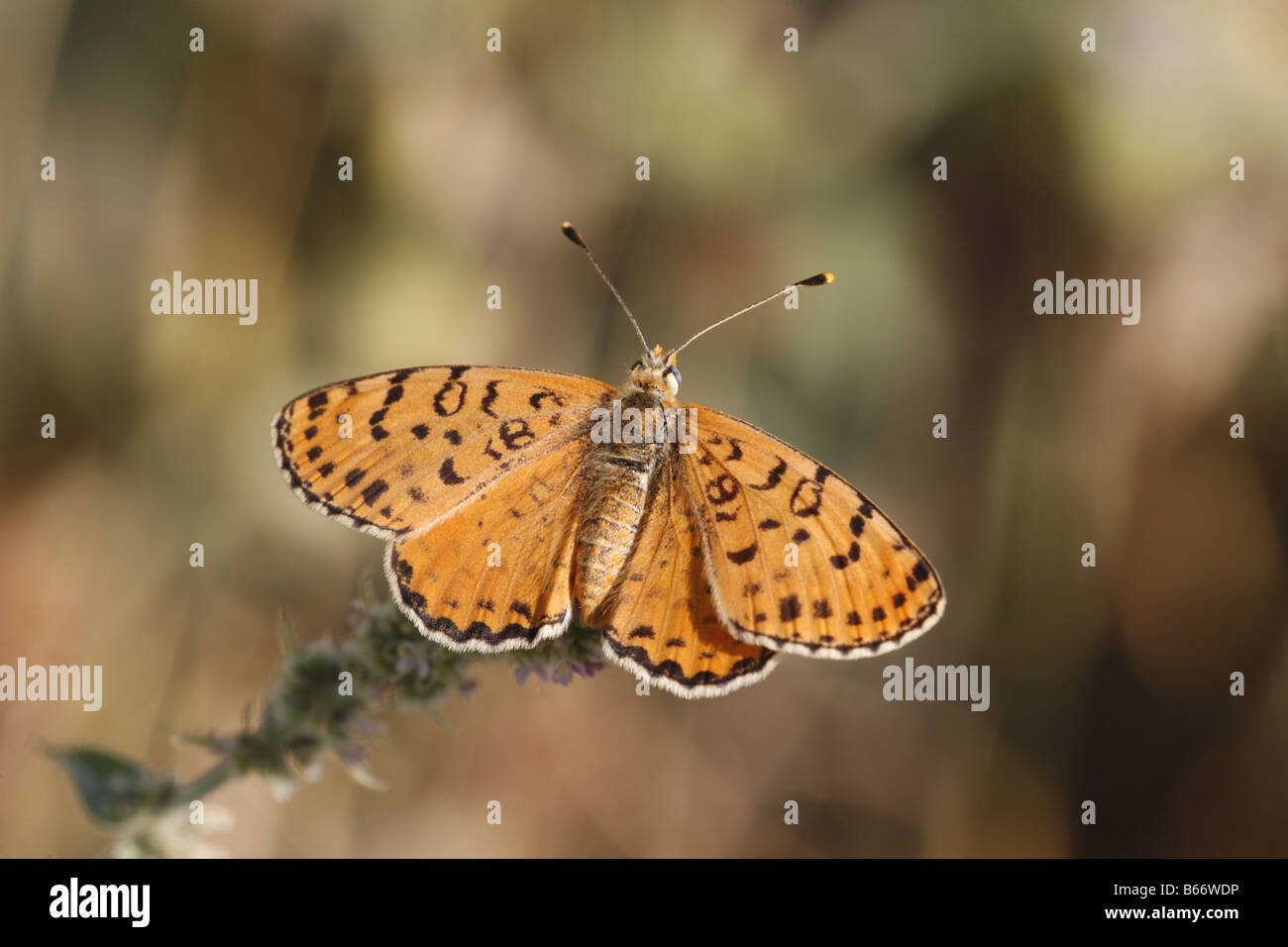 Gefleckte Fritillary Melitaea Didyma in der Nähe von Pamporova Stockfoto