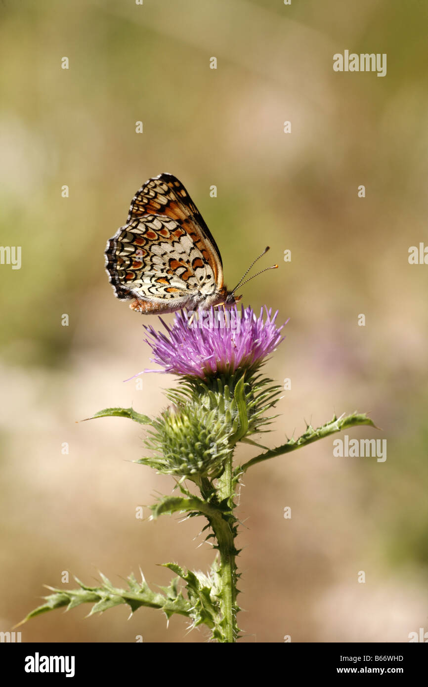 Gefleckte Fritillary Melitaea Didyma in Trigrad Schlucht Bulgarien Stockfoto