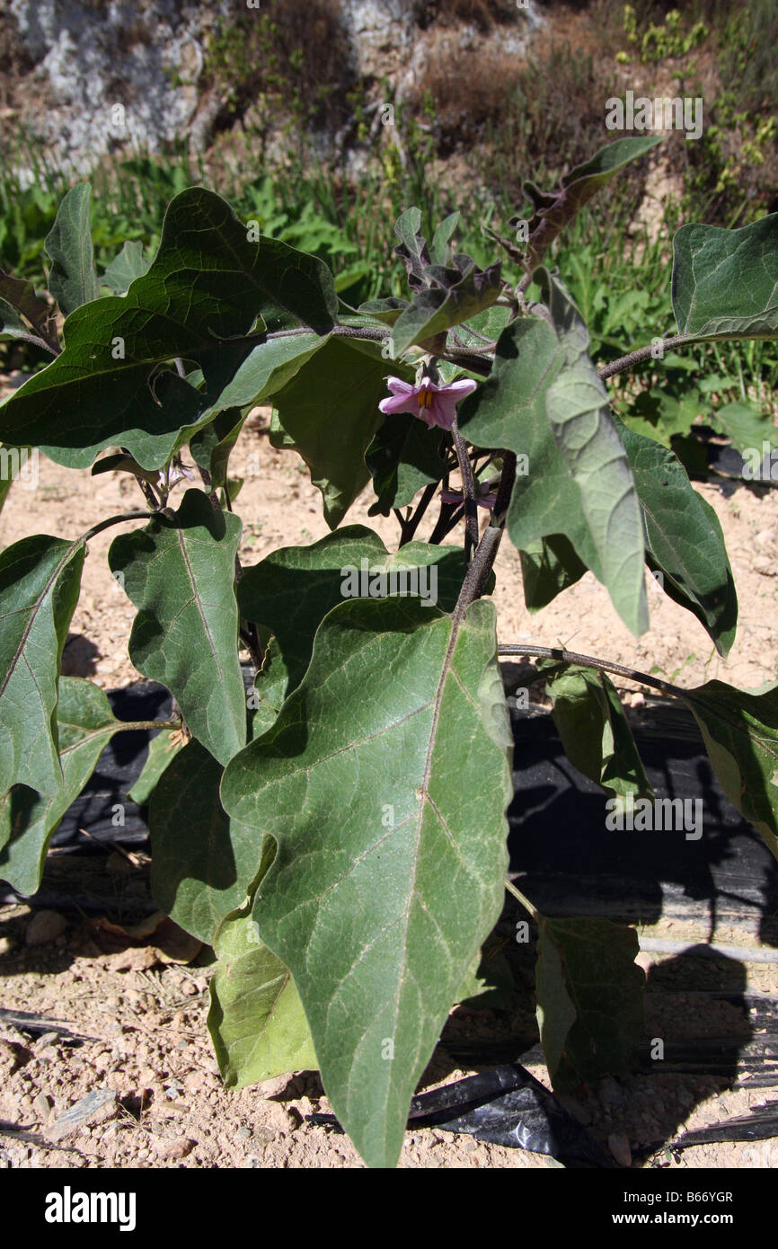 Aubergine-Pflanze mit Blüten Stockfoto