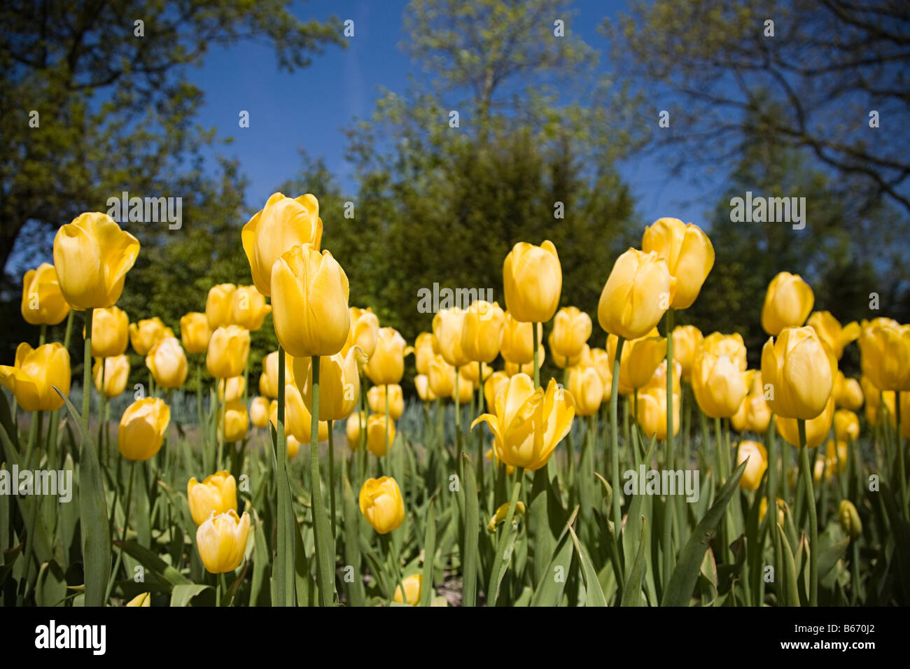 Tulpen Stockfoto