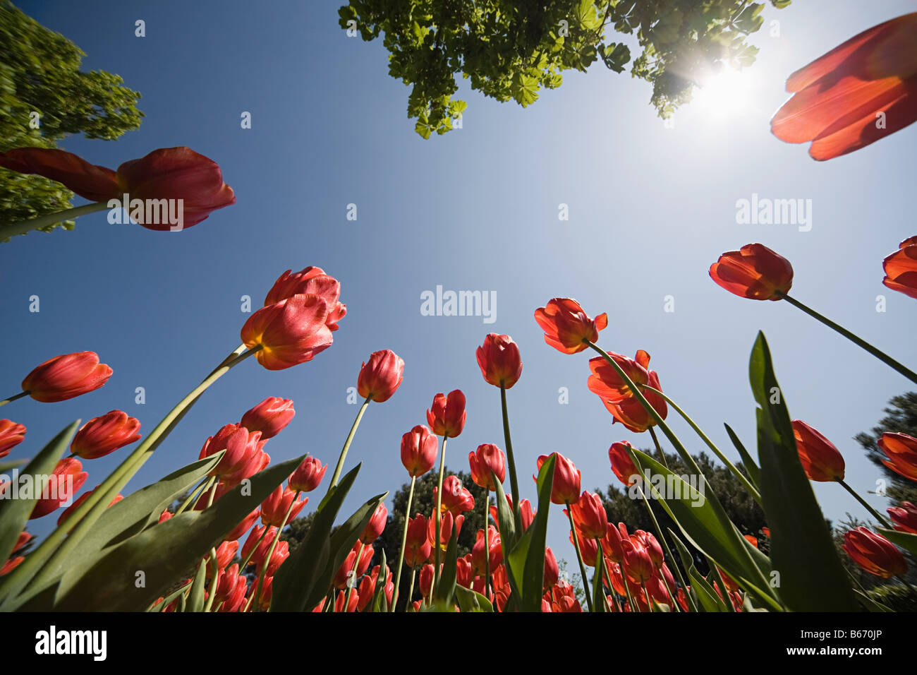 Niedrigen Winkel Ansicht der Tulpen Stockfoto