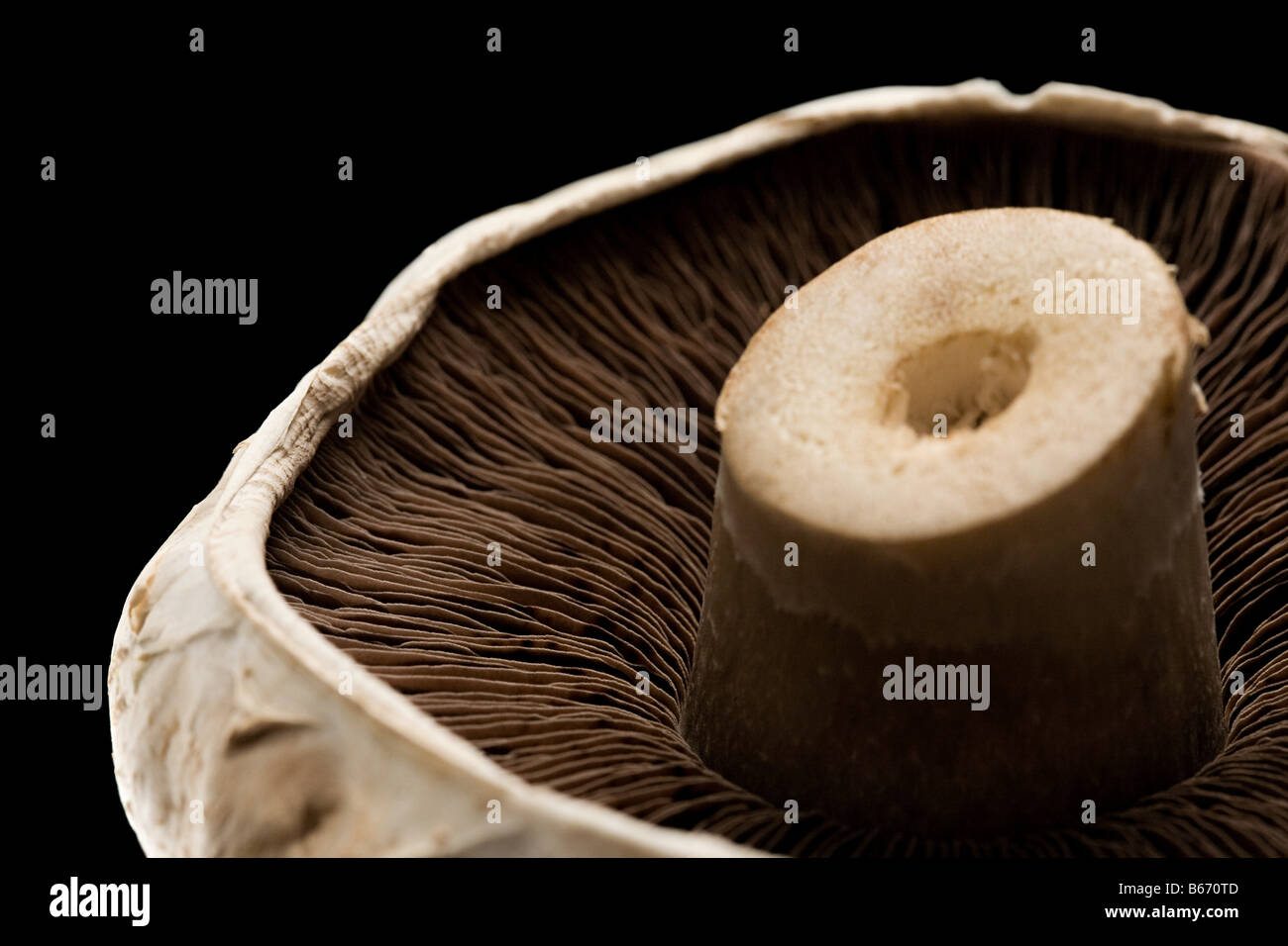 Ein Pilz Stockfoto