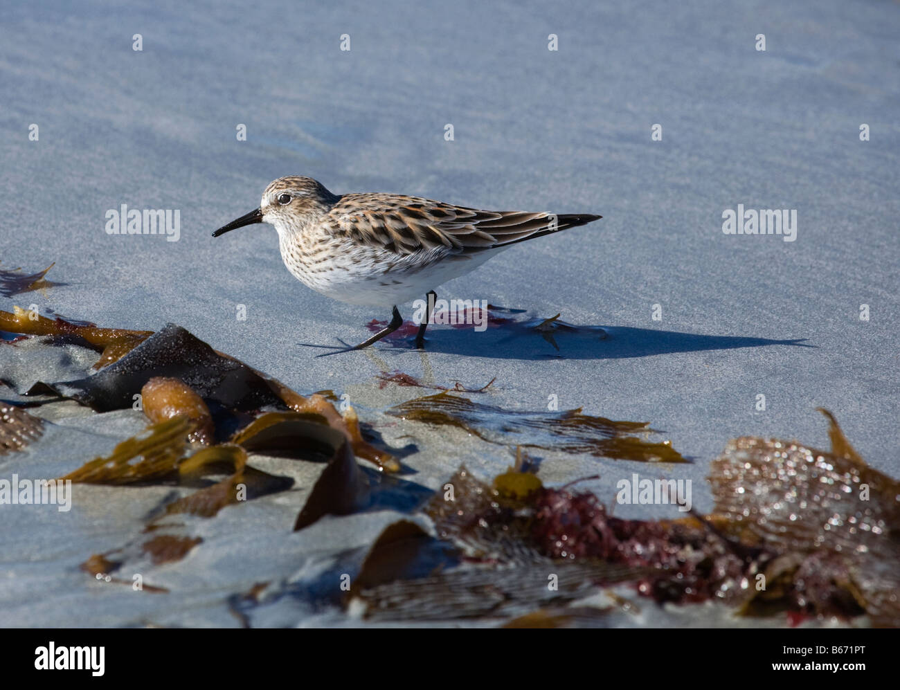 Weiße Psephotus Sandpiper Stockfoto