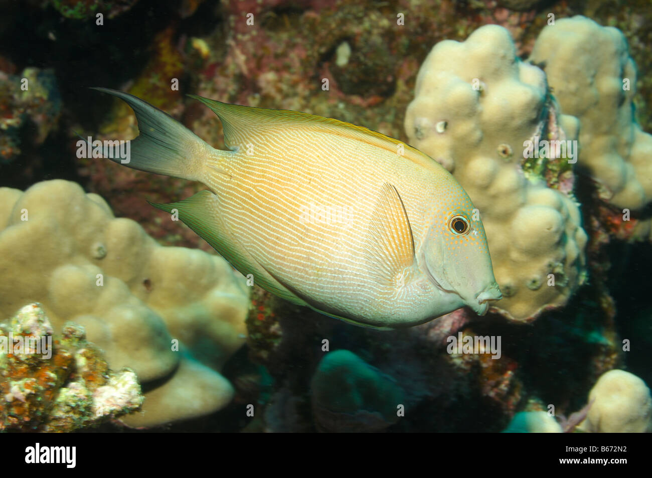 Gestreifte Britletooth Ctenochaetus Striatus Marsa Alam Rotes Meer Ägypten Stockfoto