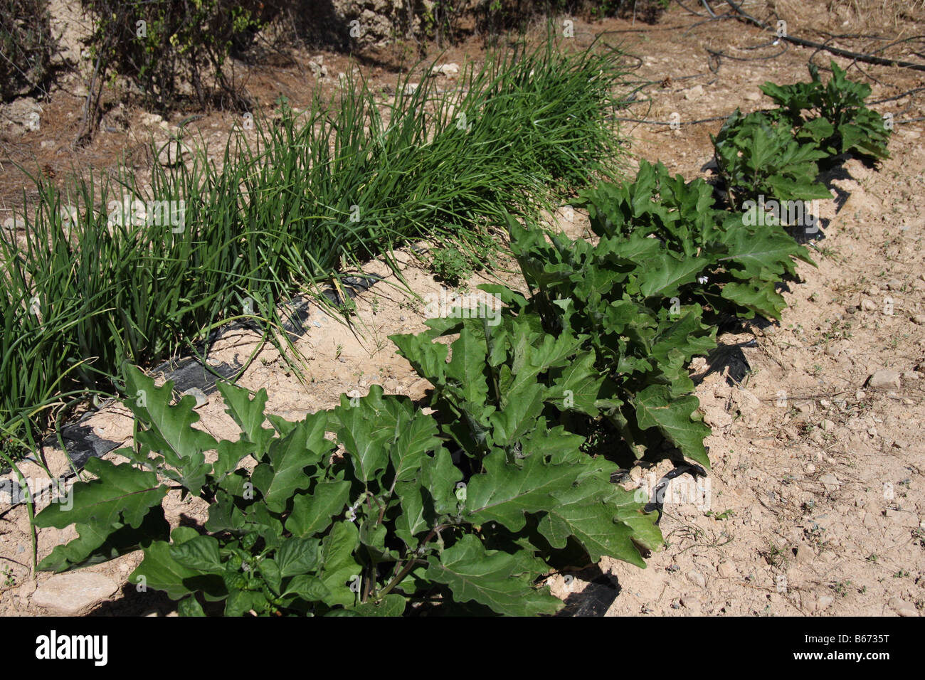 Zwiebeln und Aubergine Pflanzen wachsen in der "Huerta" Stockfoto
