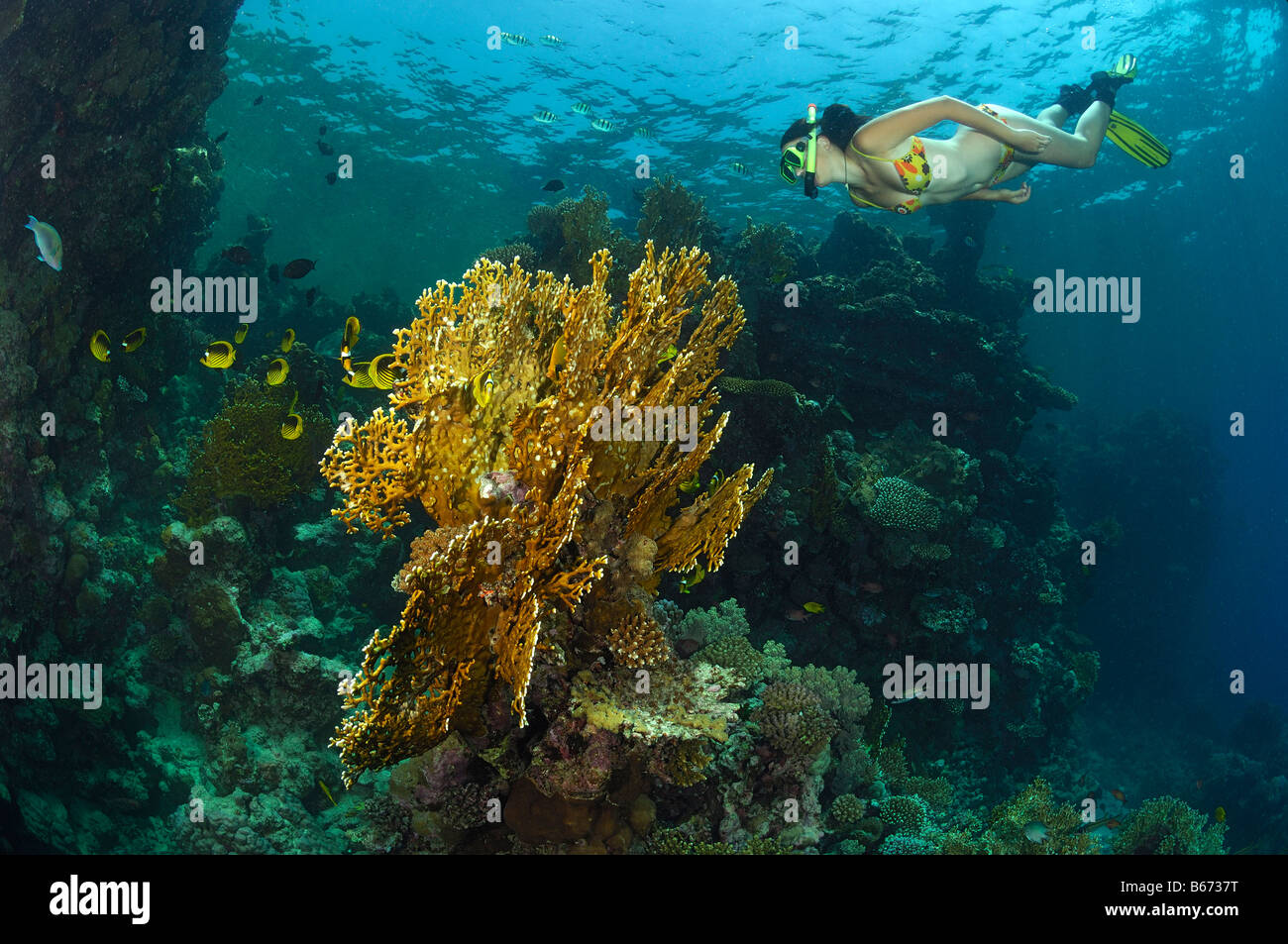 Feuer Korallen und Skin Diver Millepora Dichotoma Marsa Alam Rotes Meer Ägypten Stockfoto