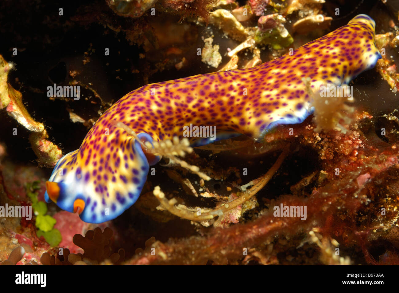 FLATWORM Pseudoceros spec Alor kleinen Sunda-Inseln Indo Pacific Indonesien Stockfoto