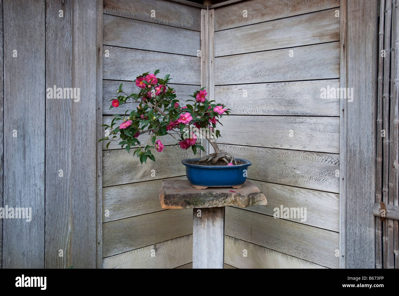 Kamelie 'Shishi Gashira"als Bonsai gezüchtet. Bei Huntington Botanical Gardens, Santa Monica, USA Stockfoto