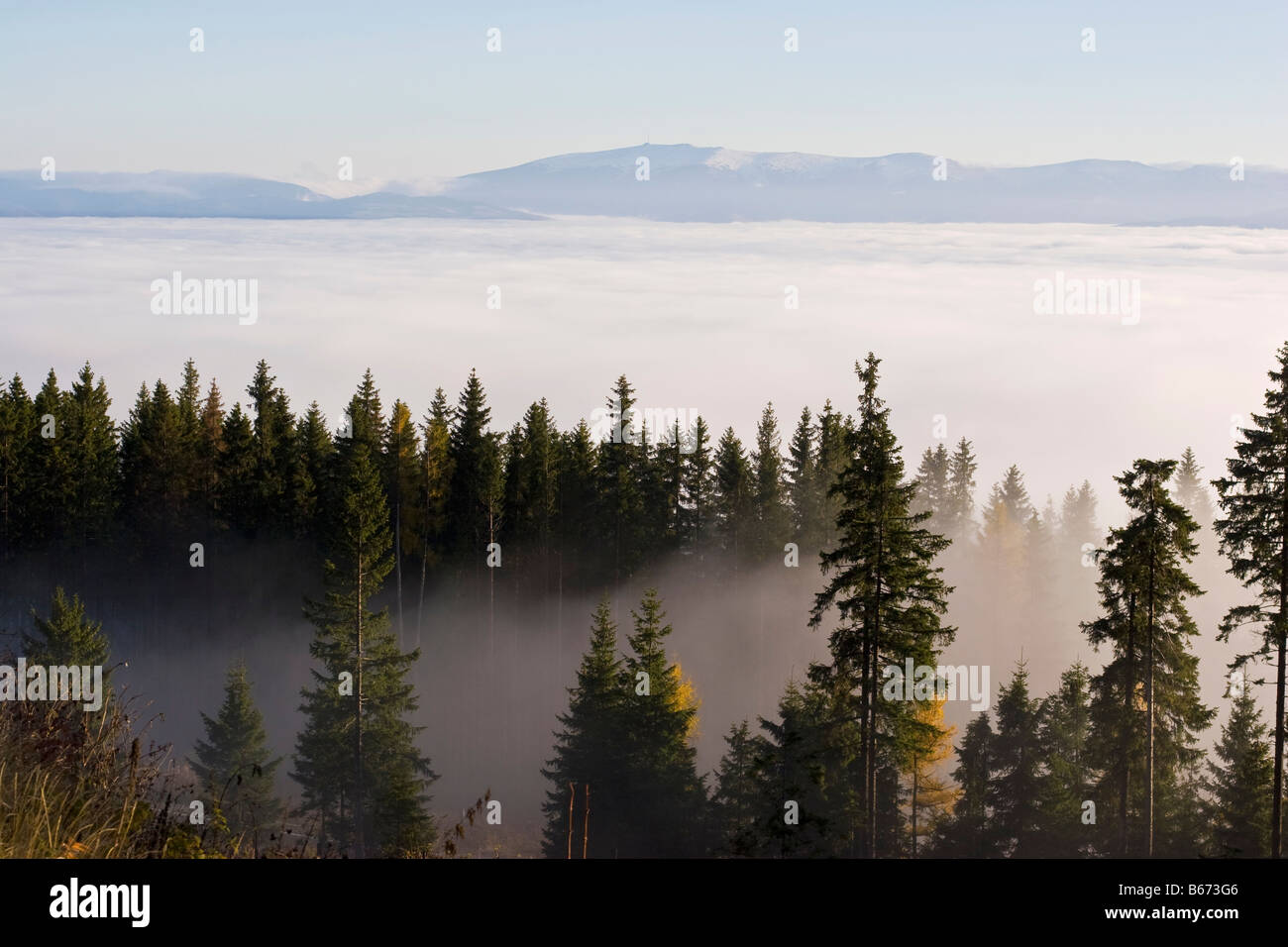 Wald in den Wolken, hohe Tatra, Slowakei, Europa Westkarpaten. Stockfoto