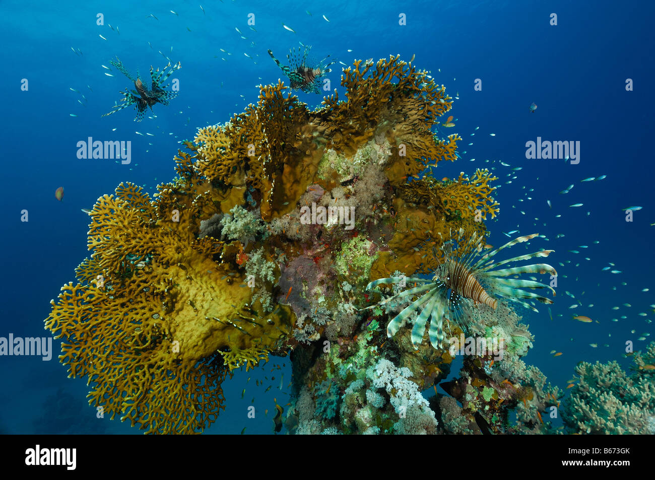 Rotfeuerfische am Feuer Korallen Pterois Miles Abu Dabab-Marsa Alam Rotes Meer-Ägypten Stockfoto