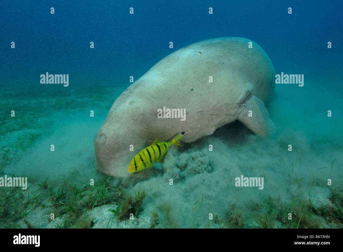 Dugon ernährt sich Algen Dugong Dugon Abu Dabab-Marsa Alam Rotes Meer-Ägypten Stockfoto