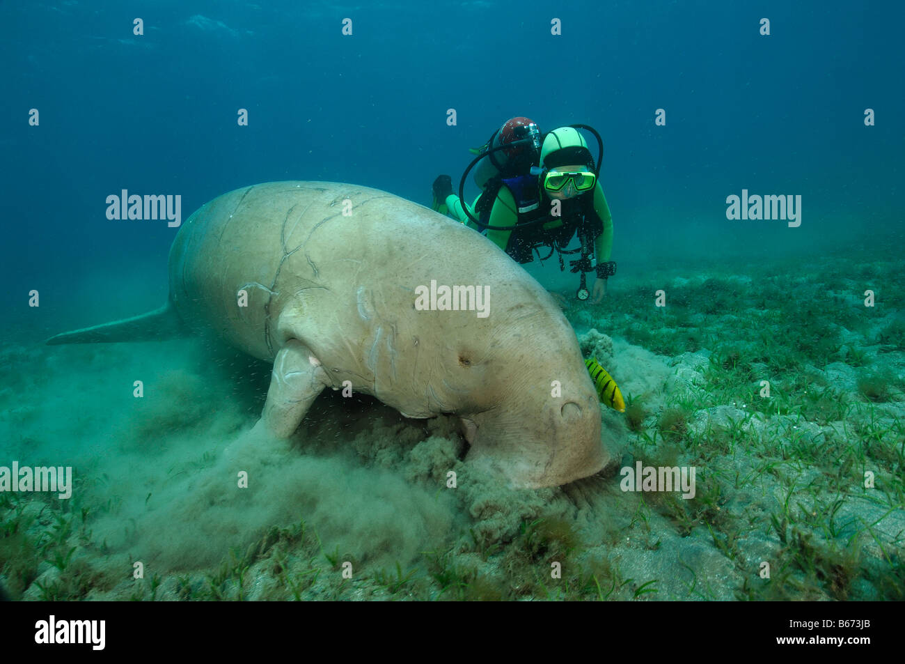 Dugon und Taucher Dugong Dugon Abu Dabab-Marsa Alam Rotes Meer-Ägypten Stockfoto