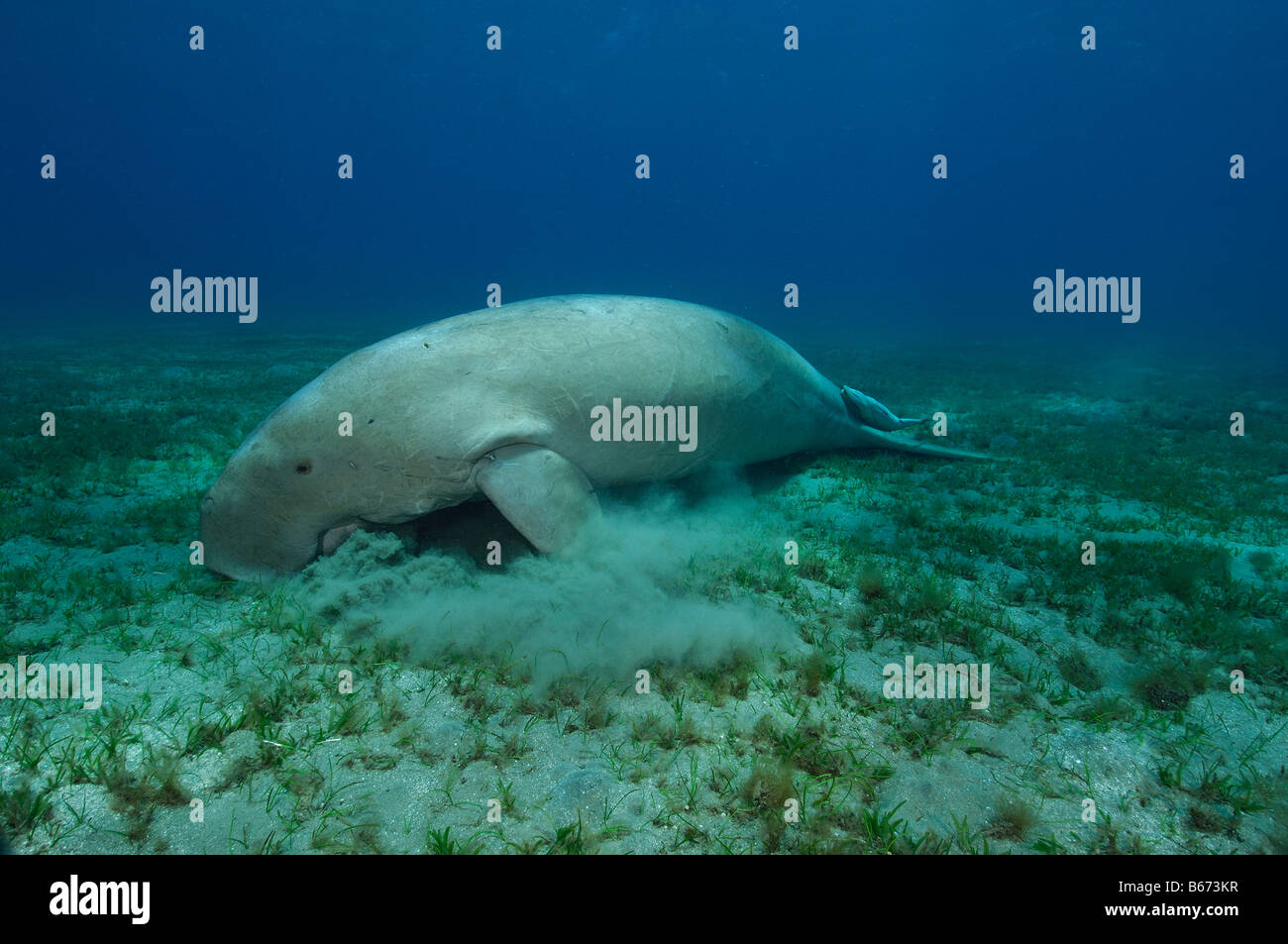 Dugon ernährt sich Algen Dugong Dugon Abu Dabab-Marsa Alam Rotes Meer-Ägypten Stockfoto
