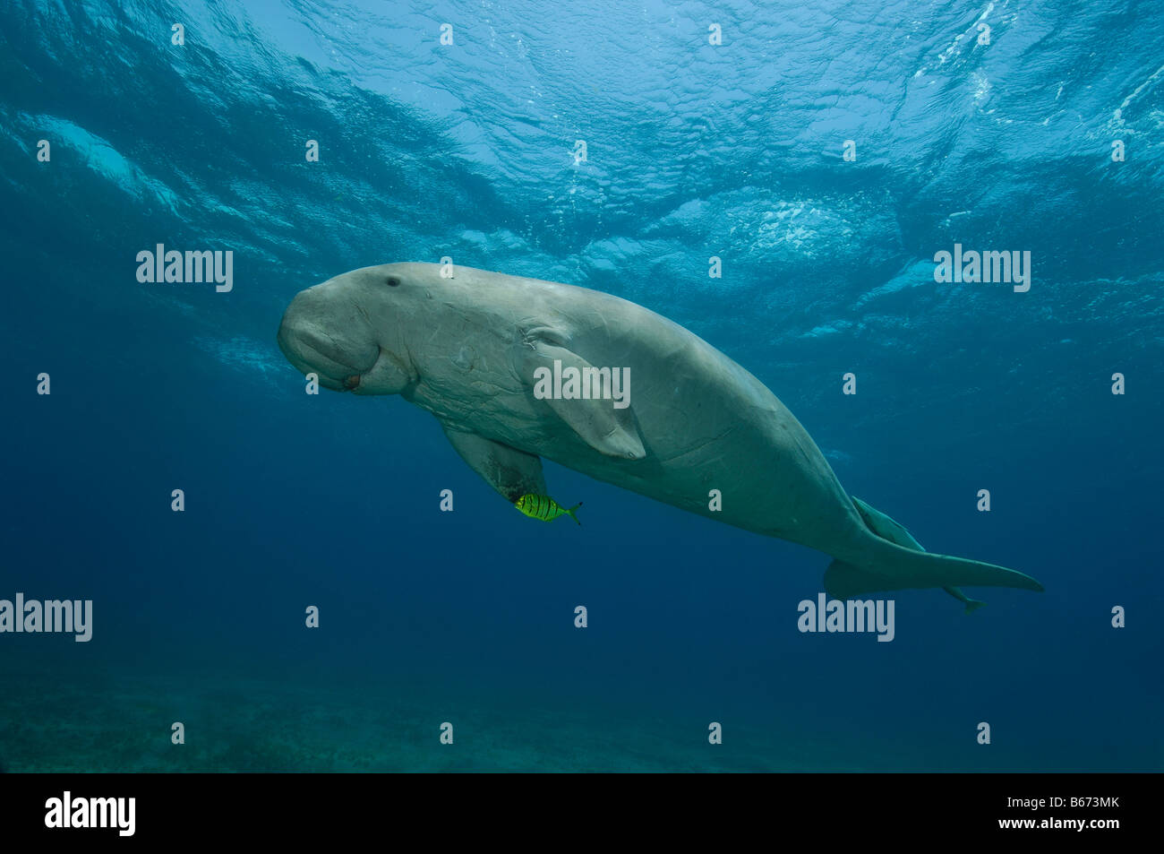 Dugon schwimmen Dugong Dugon Abu Dabab-Marsa Alam Rotes Meer-Ägypten Stockfoto