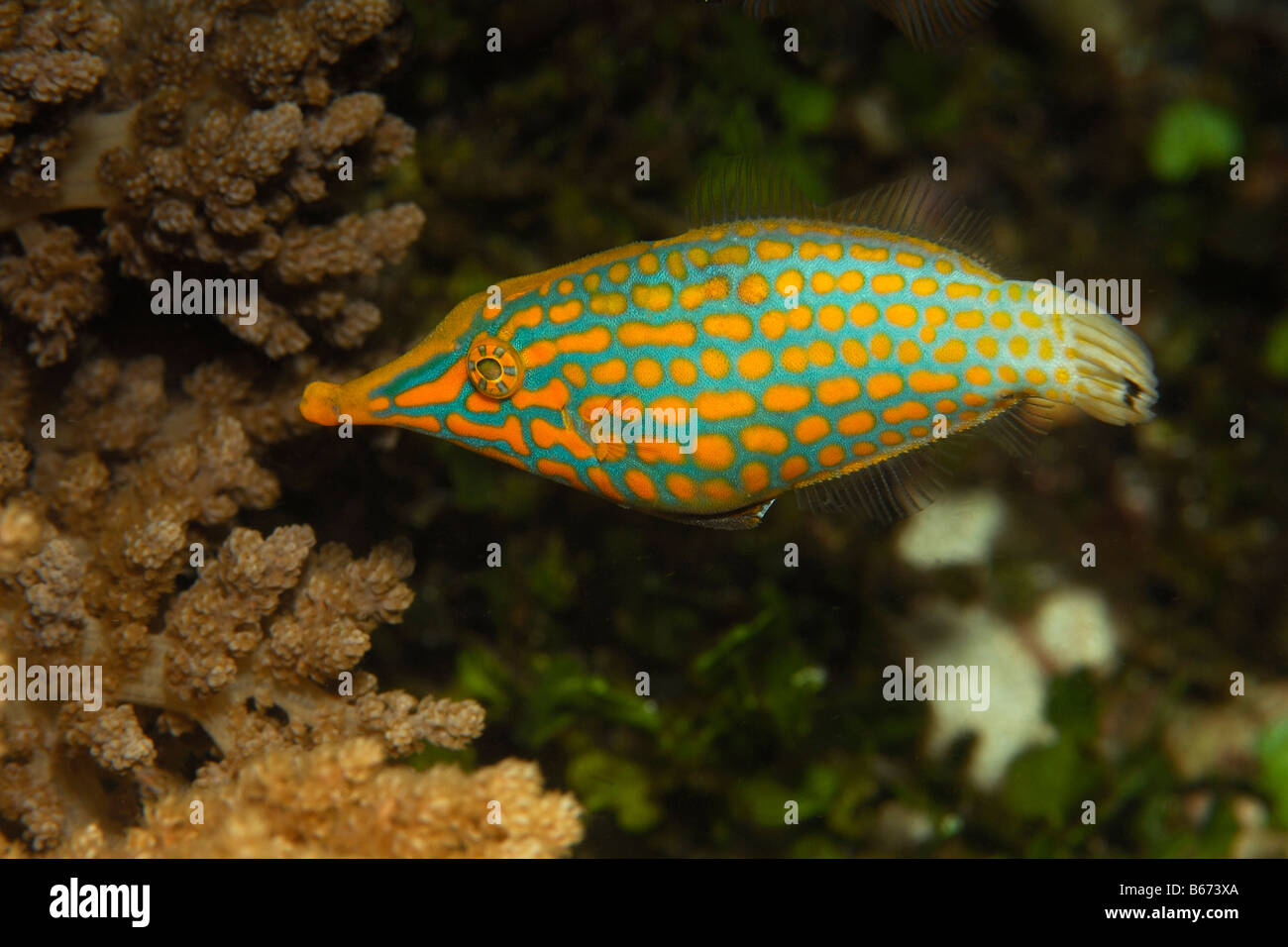 Longnose Feilenfisch Oxymonacanthus Longirostris Alor kleinen Sunda-Inseln Indo Pacific Indonesien Stockfoto