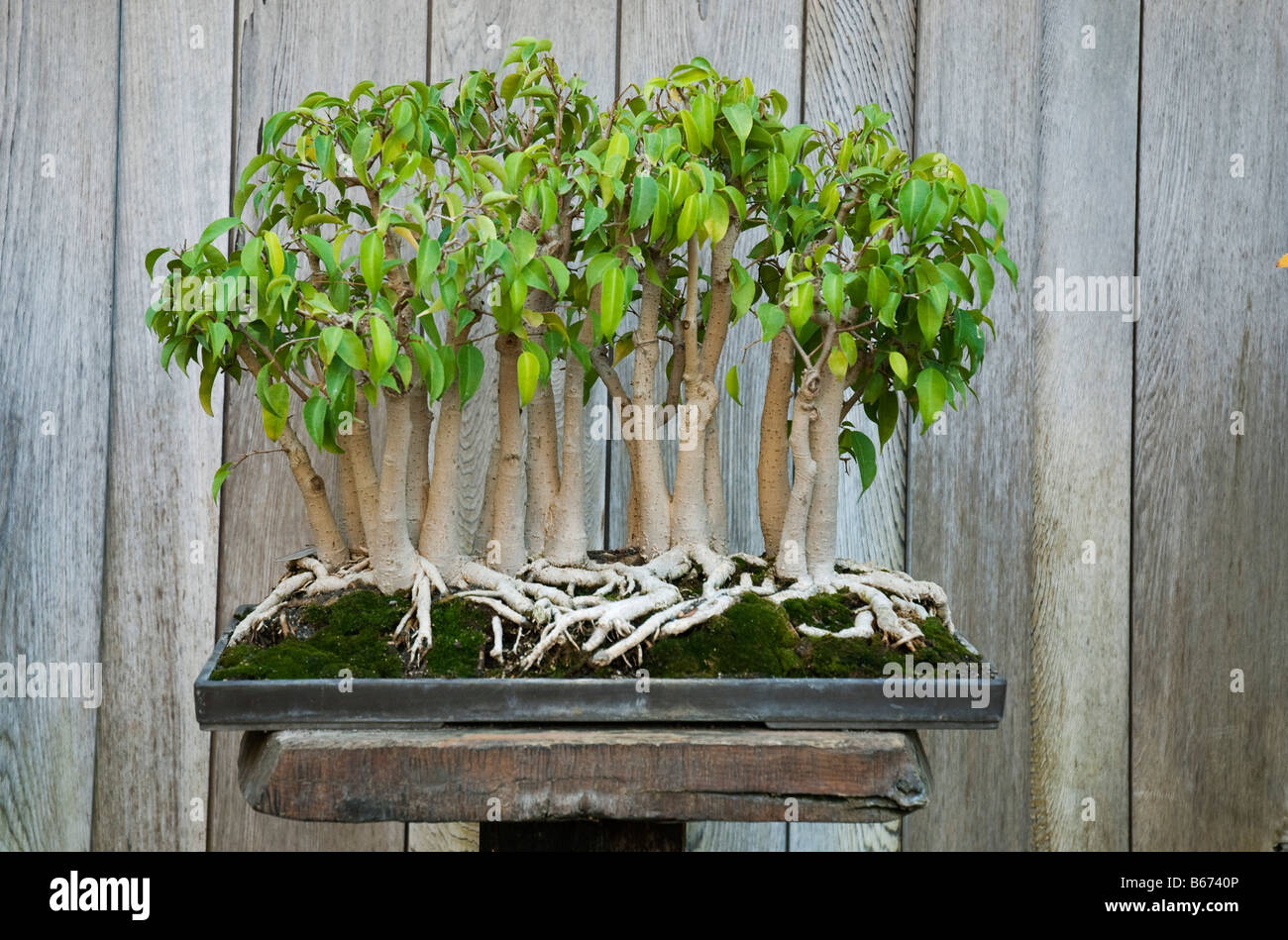 Weeping Fig Wald (Ficus Benjamina) als Bonsai (22 Bäume) angebaut. Bei