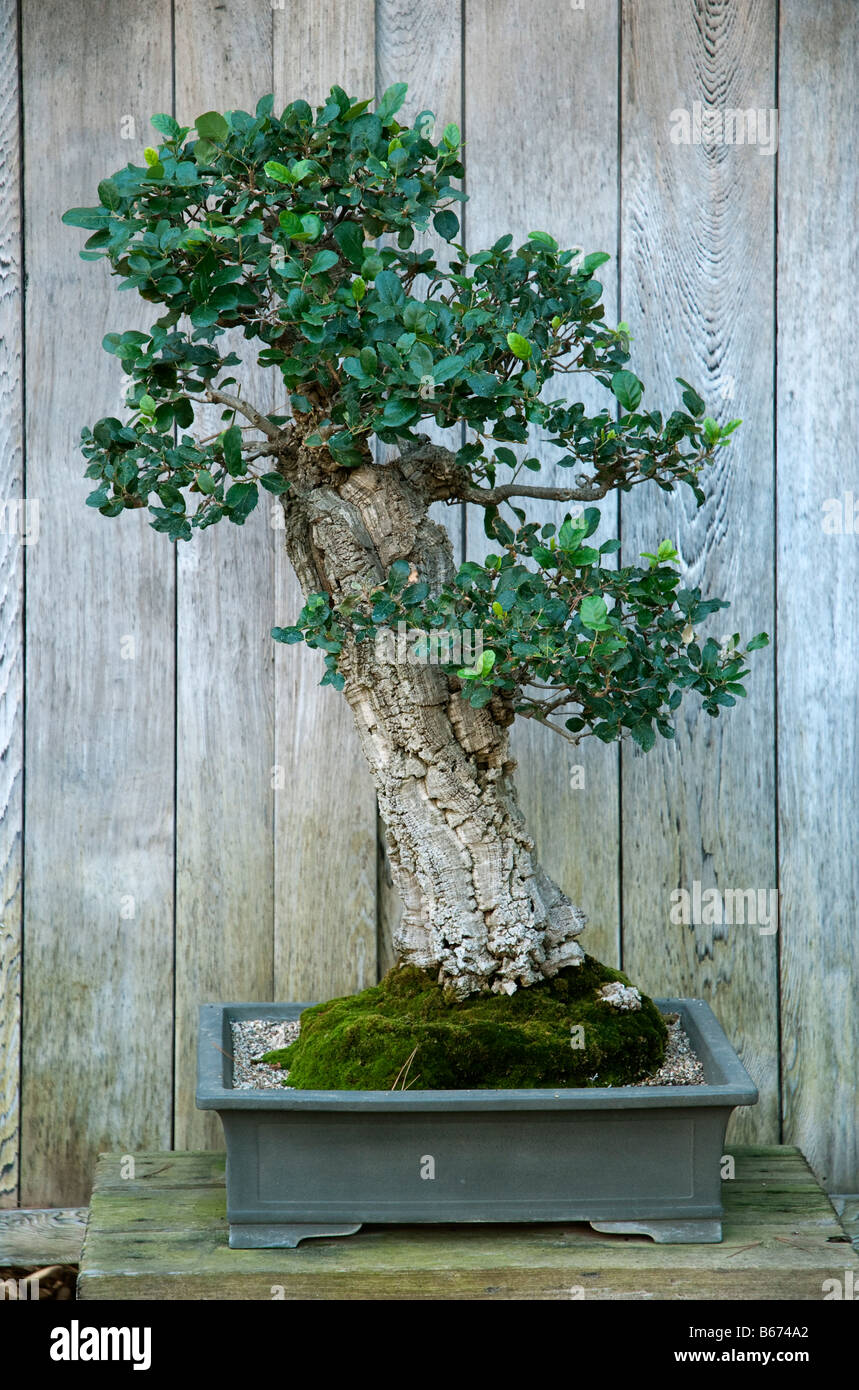 Kork-Eiche (Quercus Suber) als Bonsai gezchtet. Bei Huntington Botanical  Gardens, Santa Monica, USA Stockfotografie - Alamy